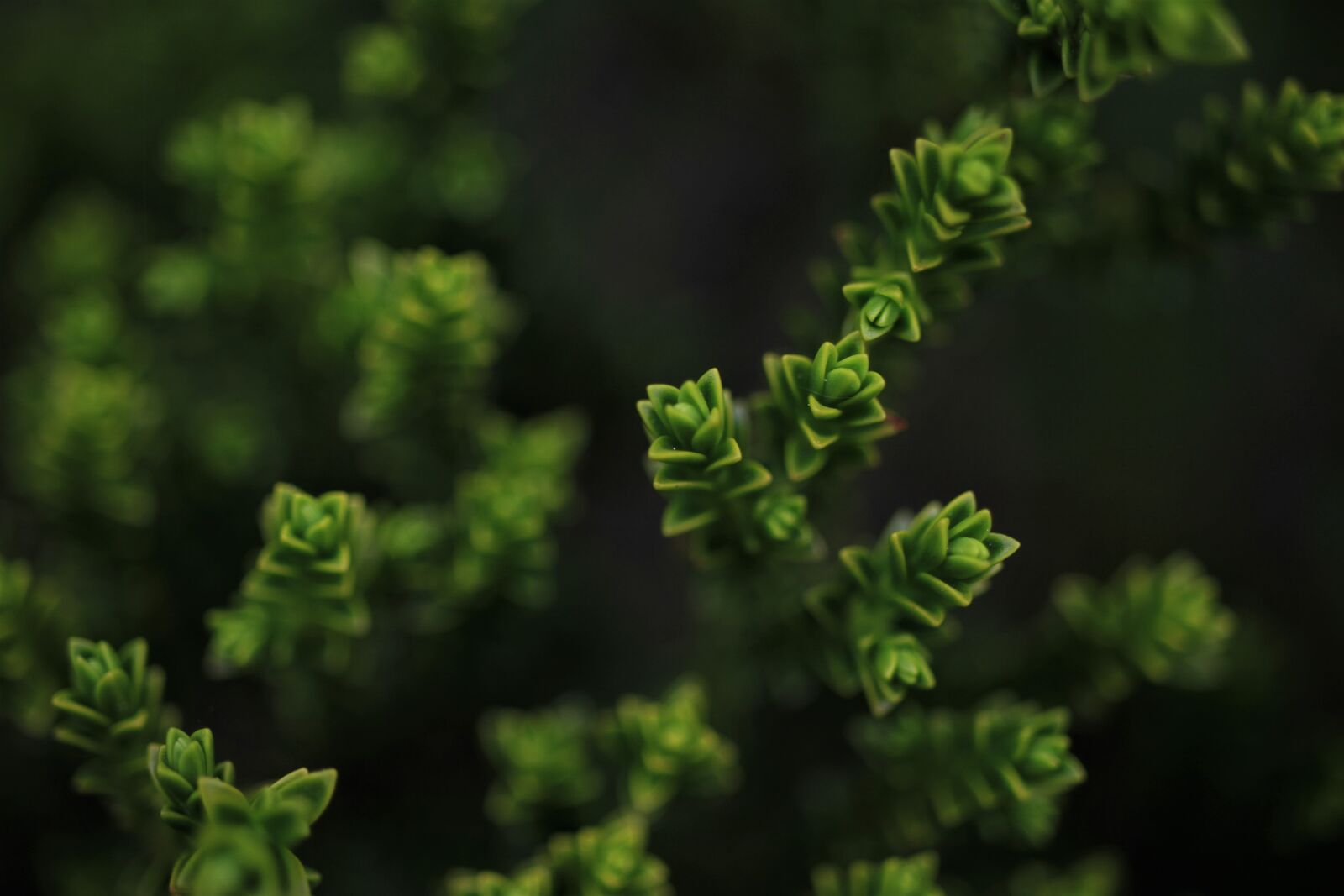 Canon EF-S 35mm F2.8 Macro IS STM sample photo. Green, bush, evergreen photography