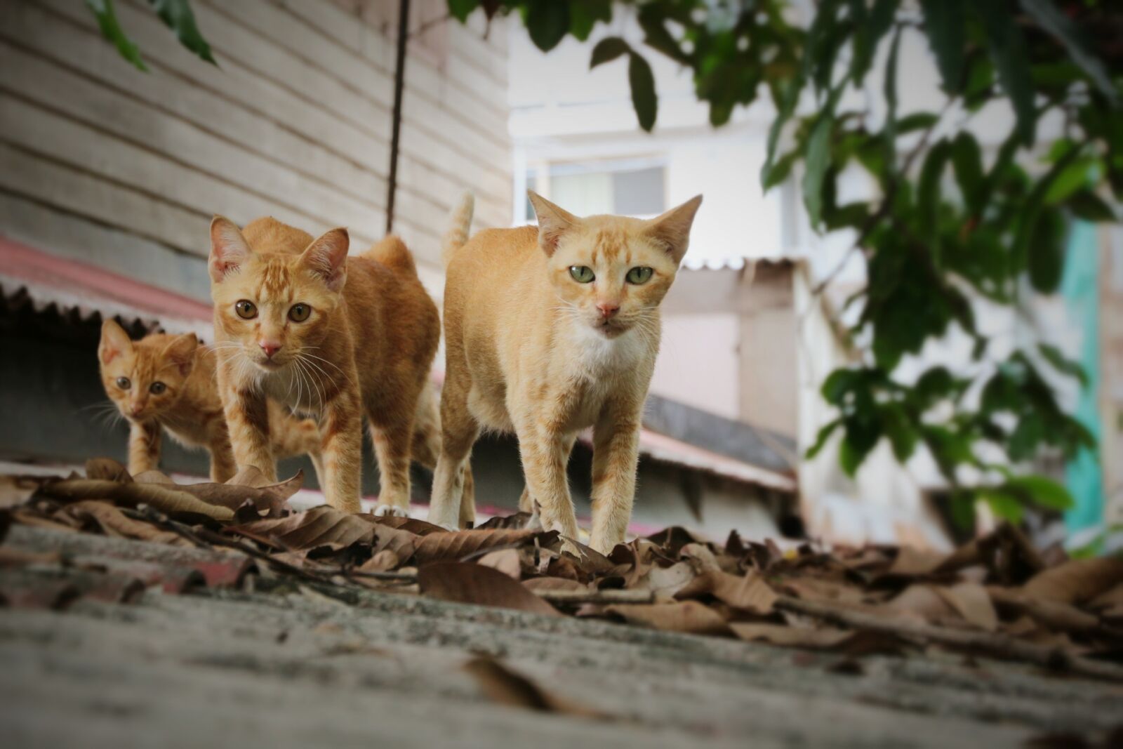 Canon EOS 650D (EOS Rebel T4i / EOS Kiss X6i) sample photo. Cat, walk, three photography