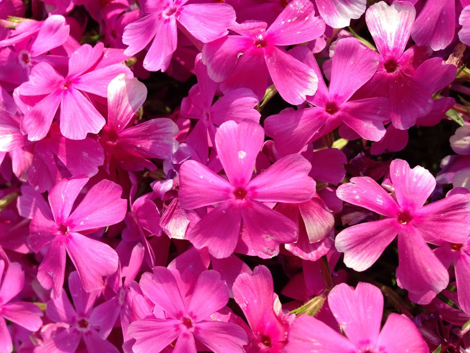 iPhone 5c back camera 4.12mm f/2.4 sample photo. Phlox, flower, nature photography