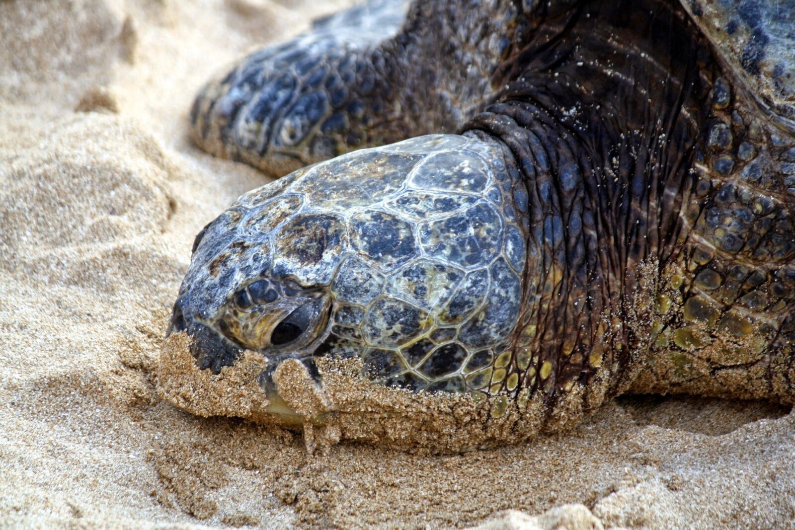 Canon EOS 1000D (EOS Digital Rebel XS / EOS Kiss F) sample photo. Nature, turtle, tropical photography