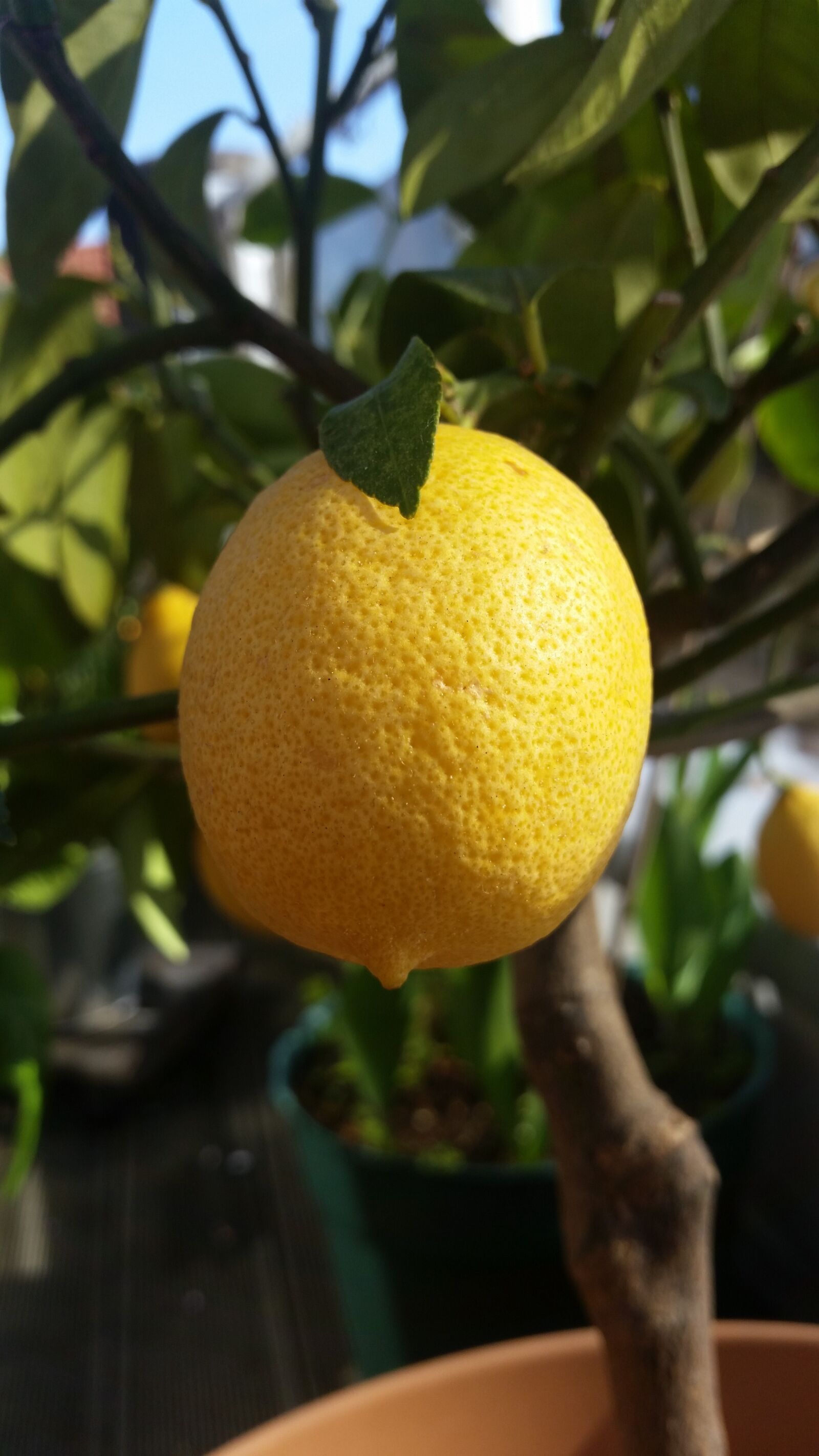 Samsung Galaxy S5 sample photo. Lemon, yellow, citrus fruits photography