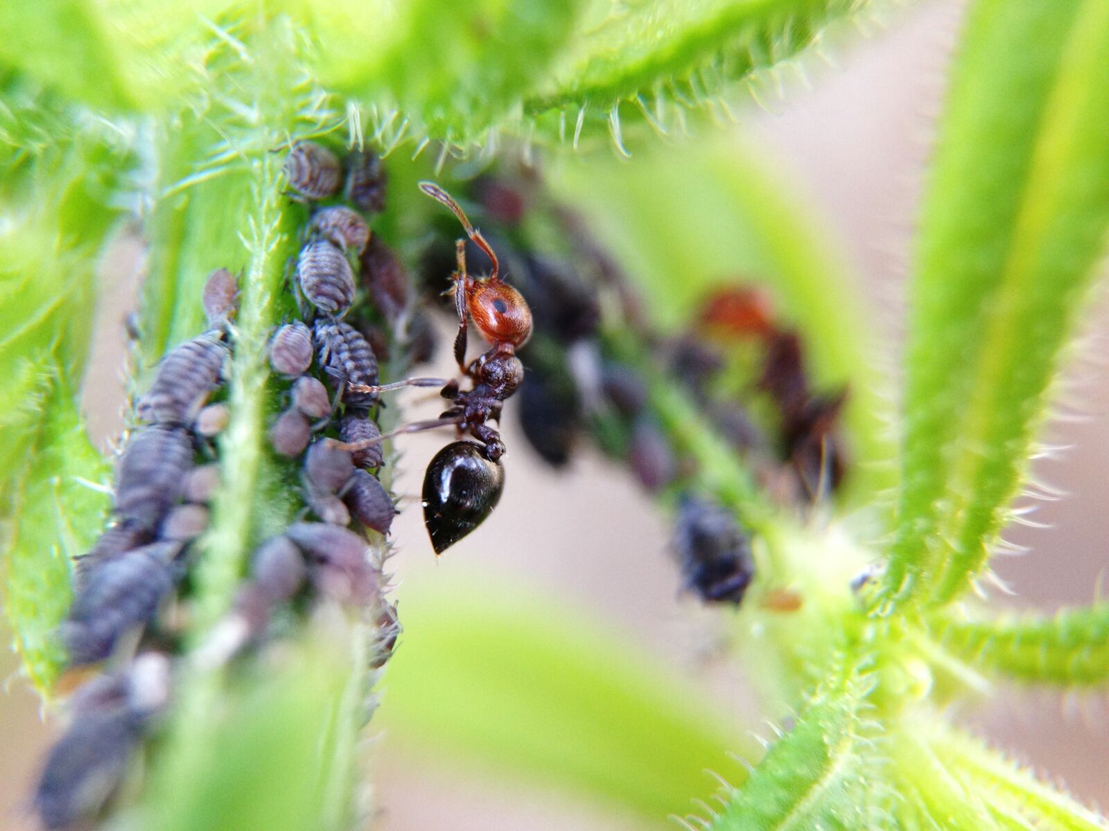 iPhone 5 back camera 4.12mm f/2.4 sample photo. Ant, larvae, animals photography