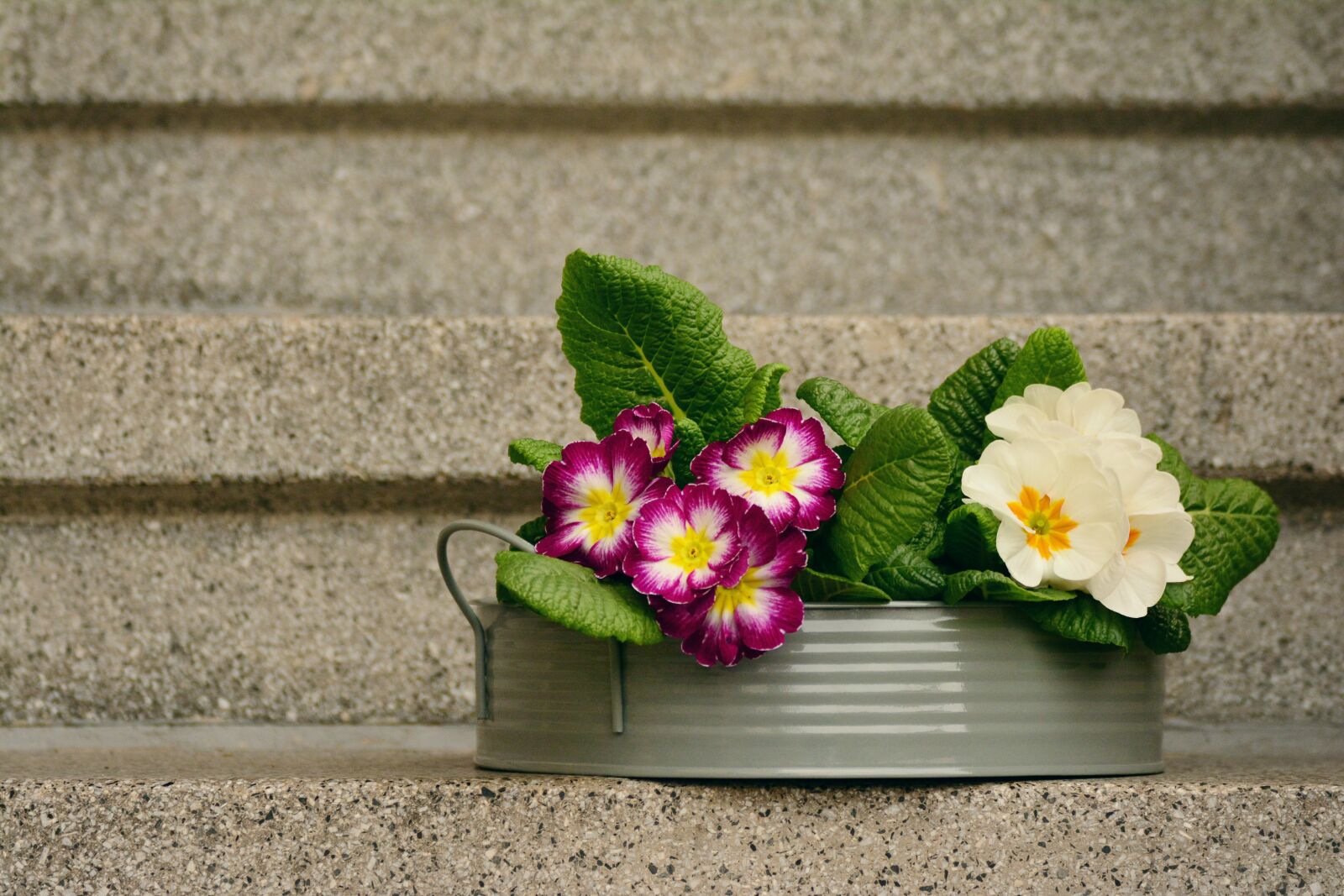 Nikon D5200 sample photo. Primroses, spring flowers, decoration photography