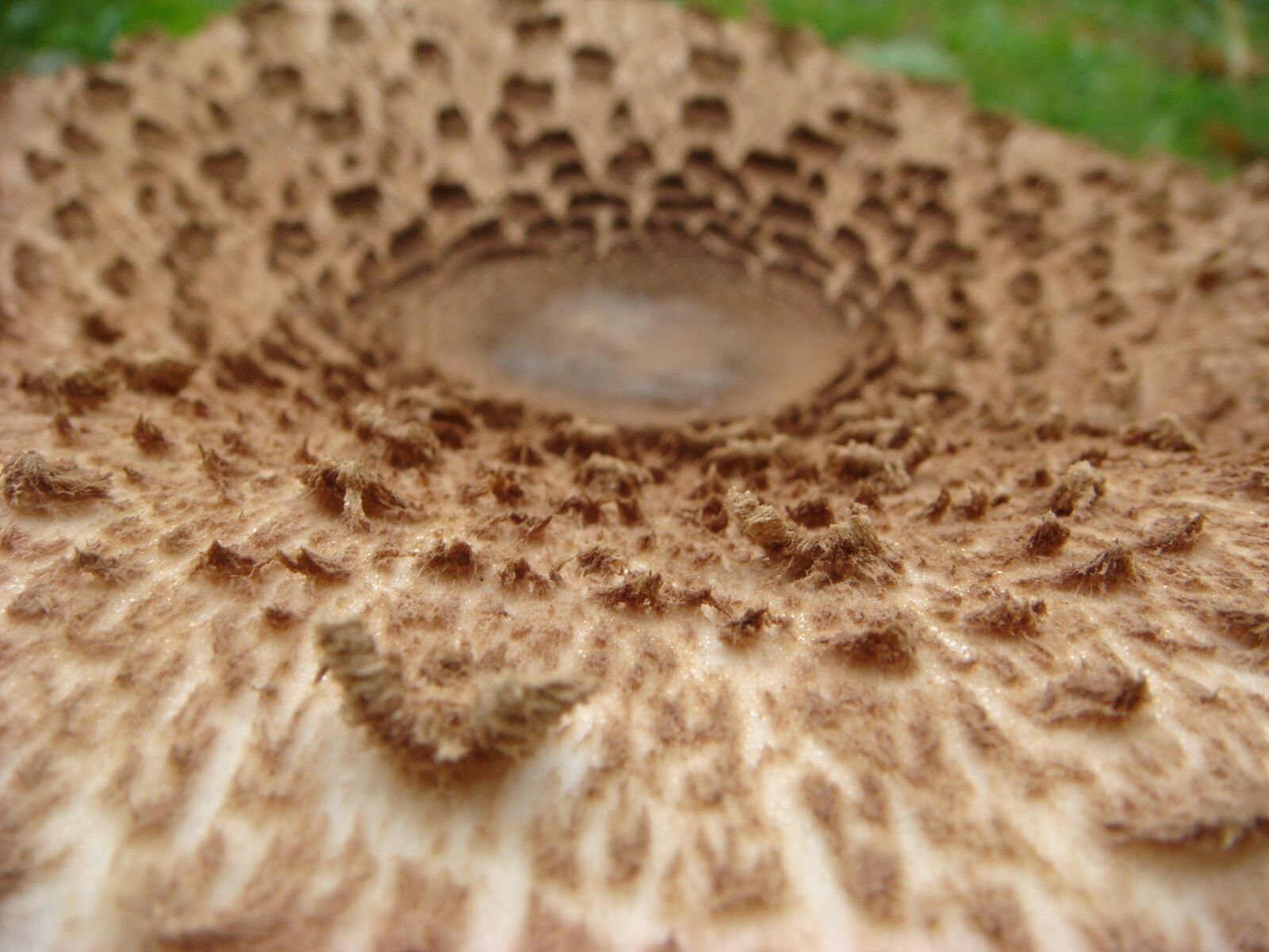 Sony DSC-T100 sample photo. Mushroom, autumn, outdoor photography