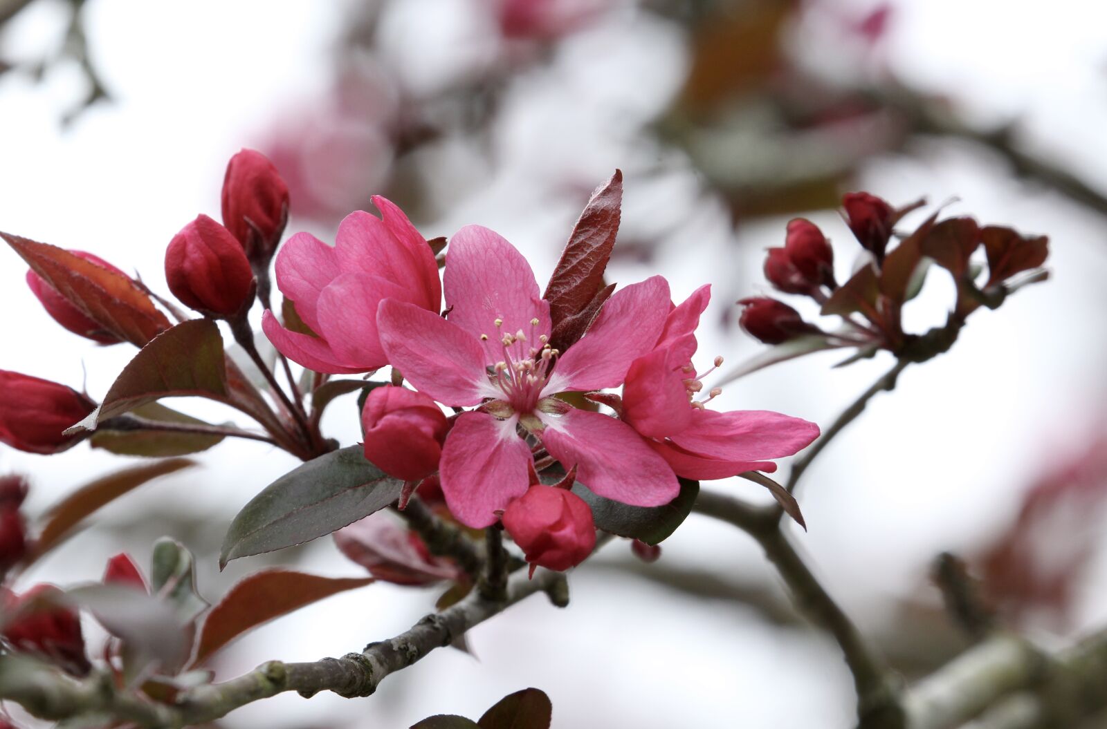 Canon EOS 1300D (EOS Rebel T6 / EOS Kiss X80) sample photo. Tree, flowering tree, spring photography