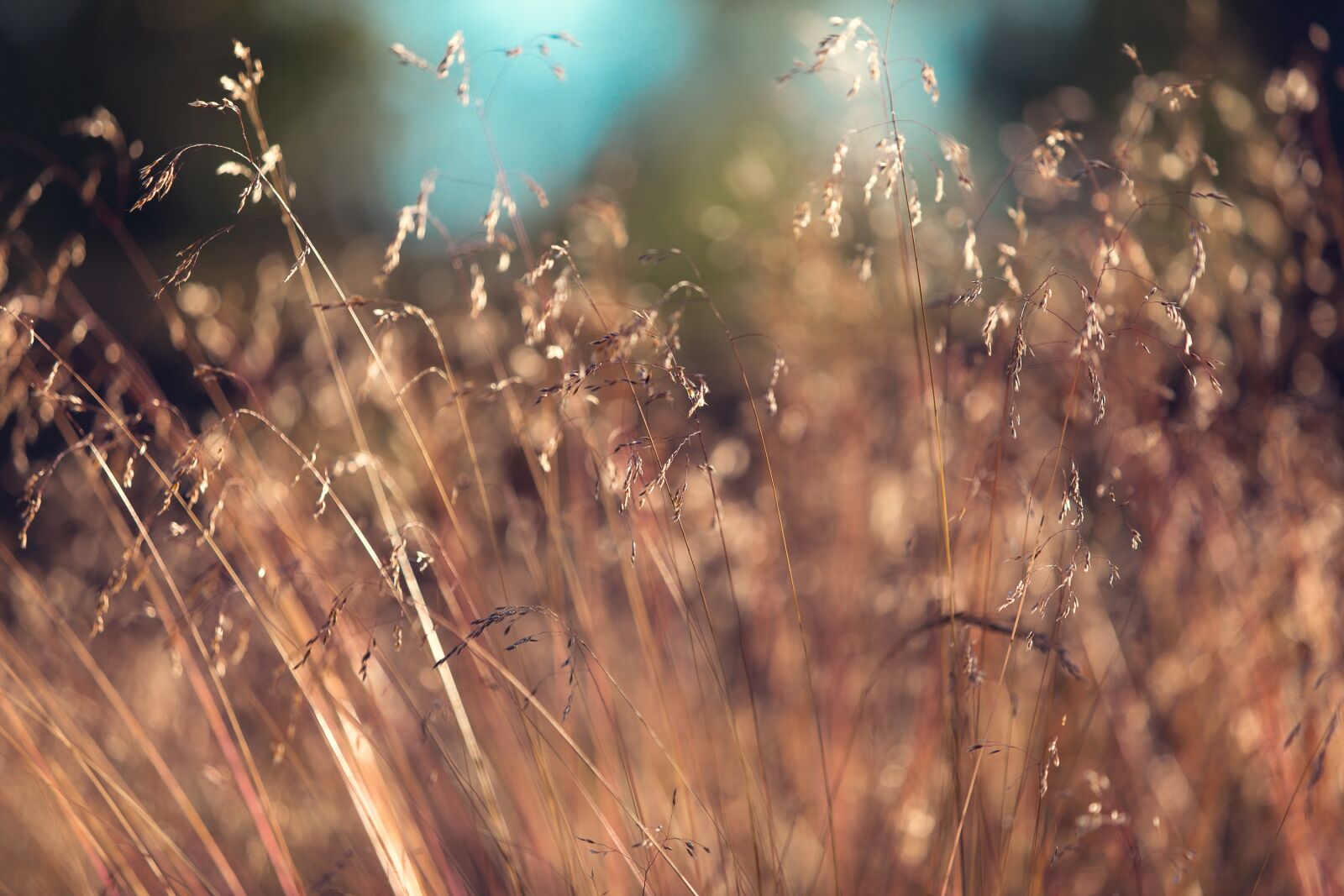Canon EOS-1D X sample photo. Countryside, farm, field photography
