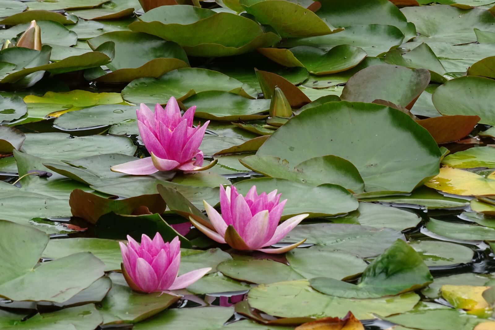 Sony Cyber-shot DSC-HX400V sample photo. Water lilies, plant, aquatic photography