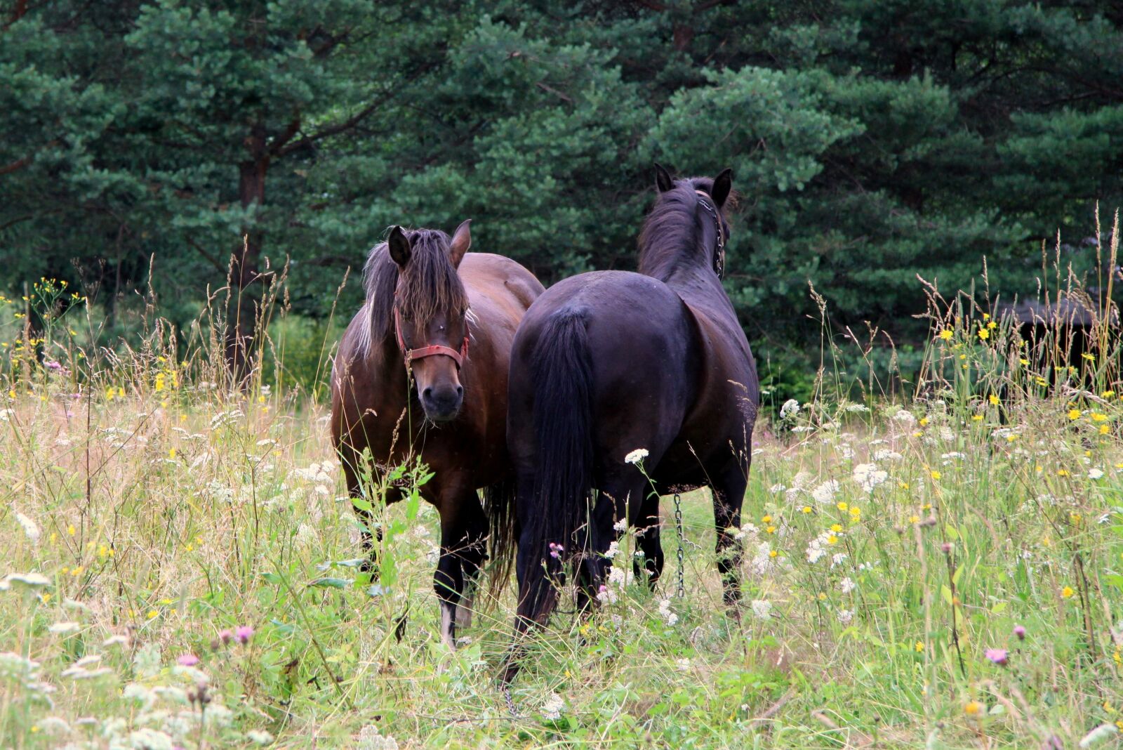 Canon EOS 50D sample photo. Horses, nature, grass photography