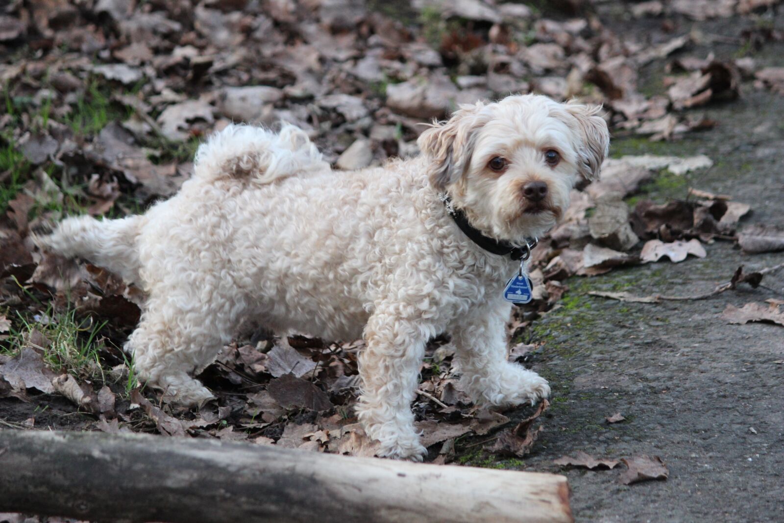 Canon EOS 600D (Rebel EOS T3i / EOS Kiss X5) sample photo. Mammal, cute, animal photography