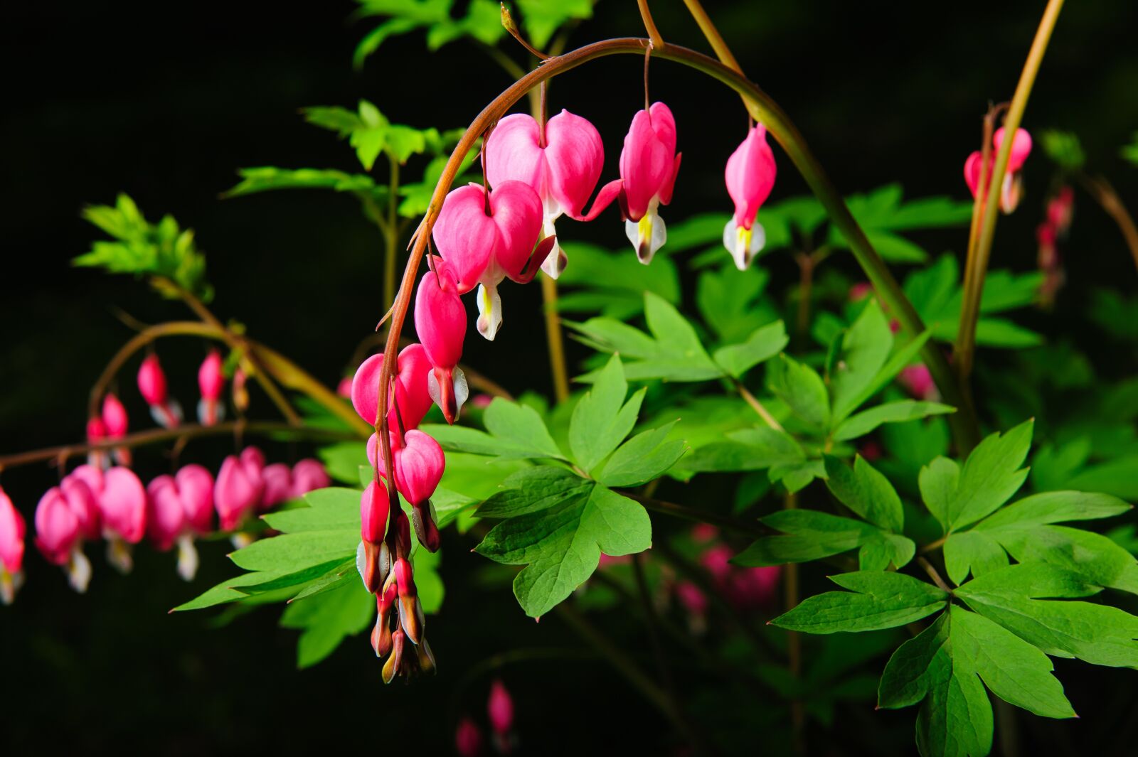 Nikon D700 sample photo. Nature, leaf, flora photography