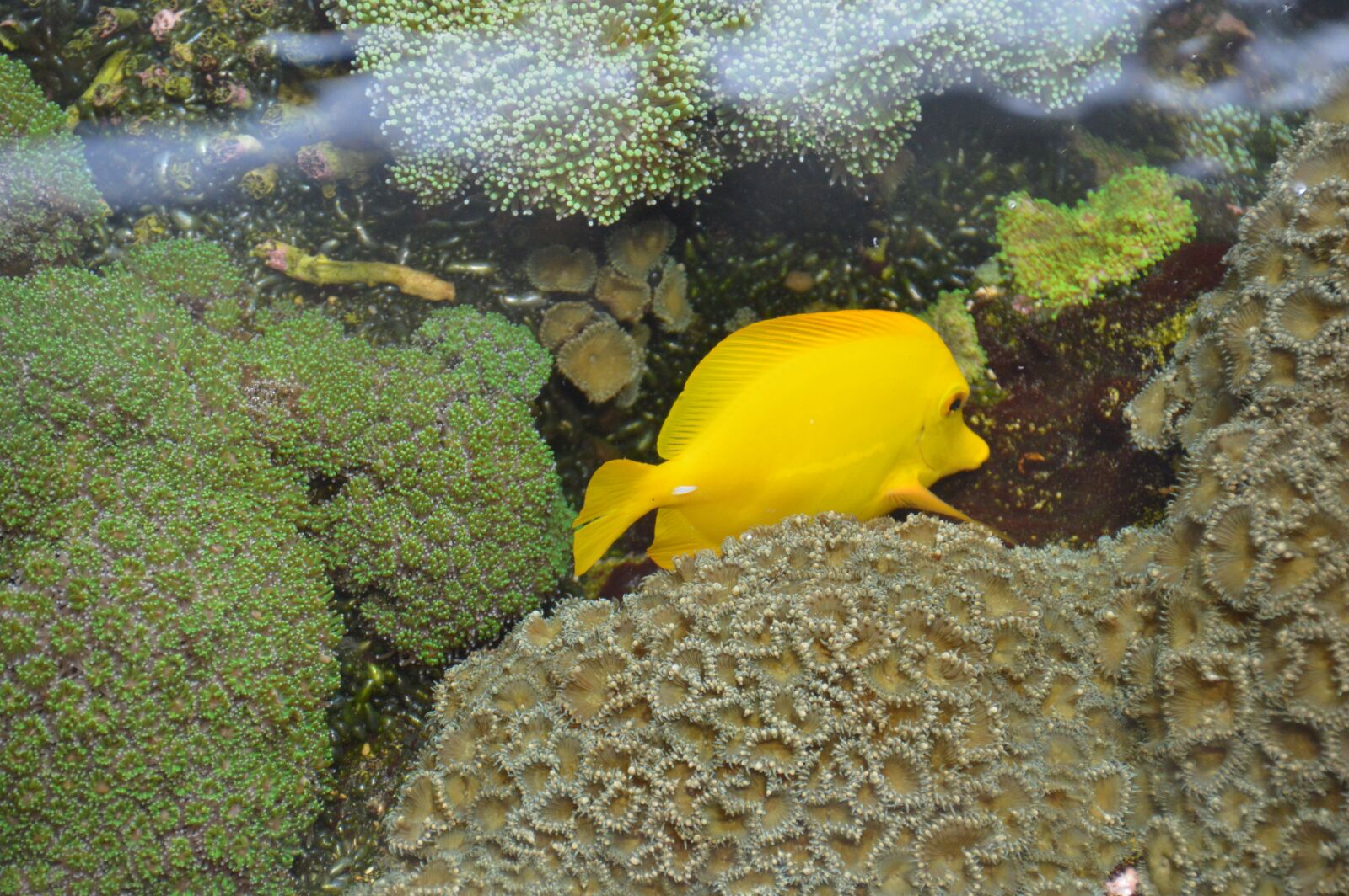Nikon D3200 sample photo. Fish, water, ocean photography