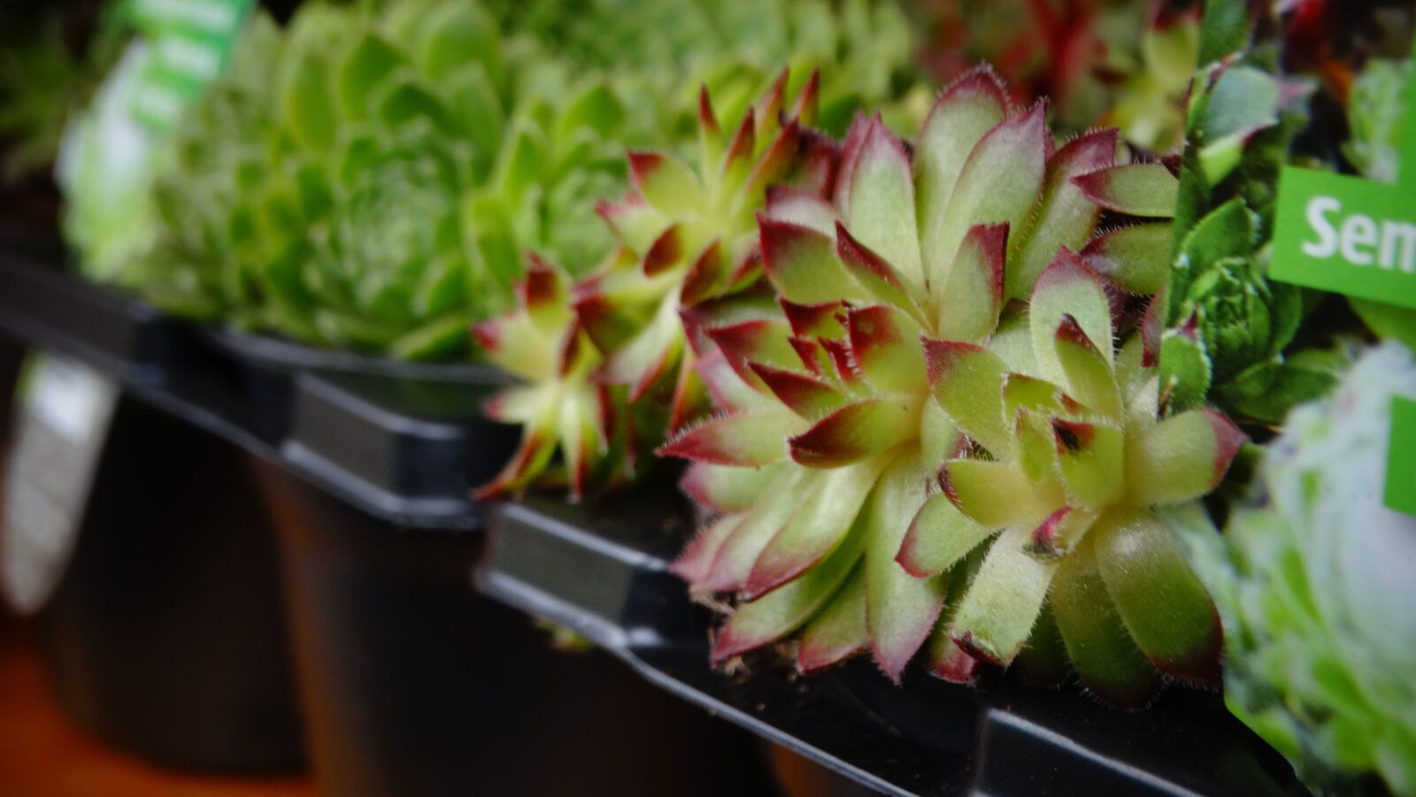 Sony Cyber-shot DSC-HX300 sample photo. Succulents, houseleek, thick sheet photography