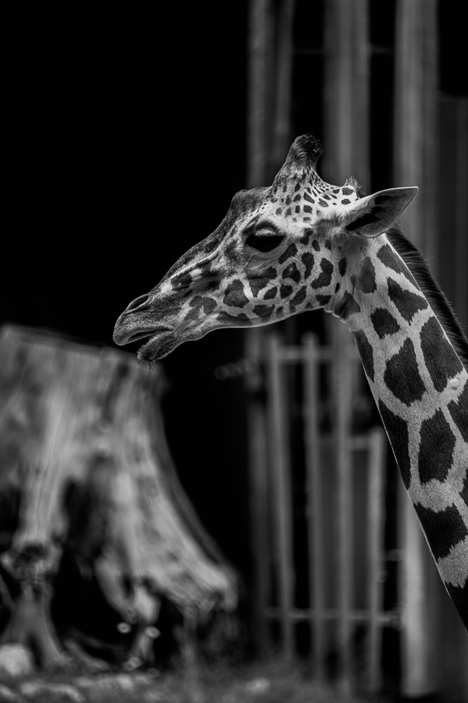 Nikon D850 sample photo. Giraffe, zoo, africa photography