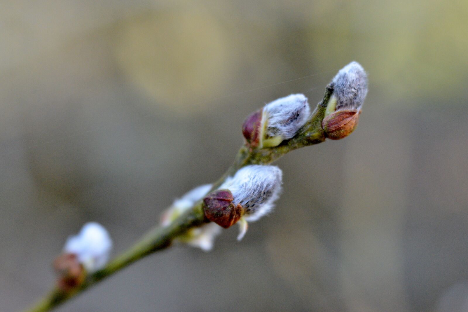 Nikon D600 sample photo. Kittens, nature, soft photography