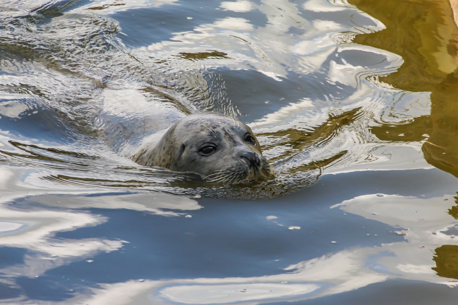 Canon EOS 550D (EOS Rebel T2i / EOS Kiss X4) sample photo. Seal, animal, water photography