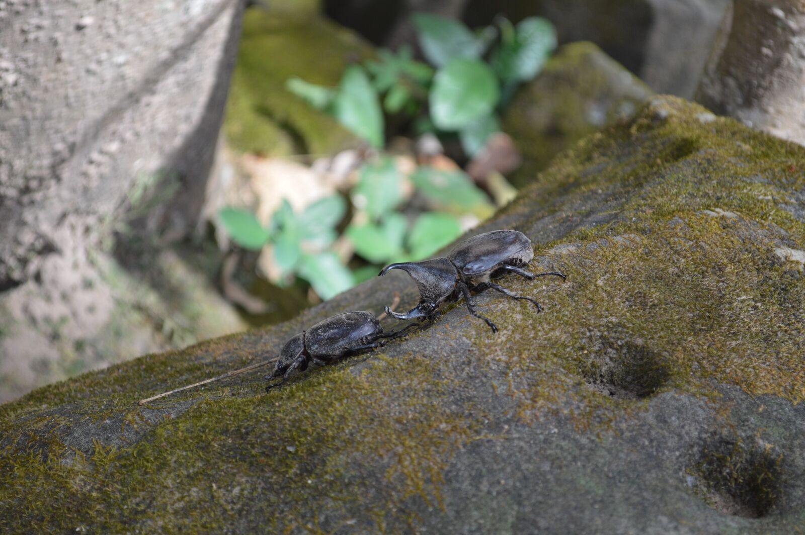 Nikon D3200 sample photo. Beetles, insects, black beetle photography