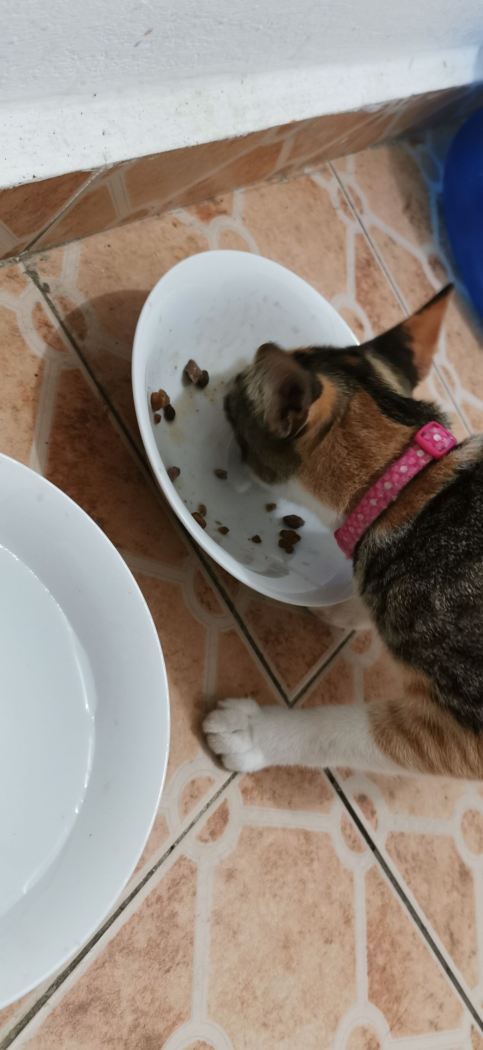 HUAWEI P30 Pro sample photo. Gato, comida, doméstico photography