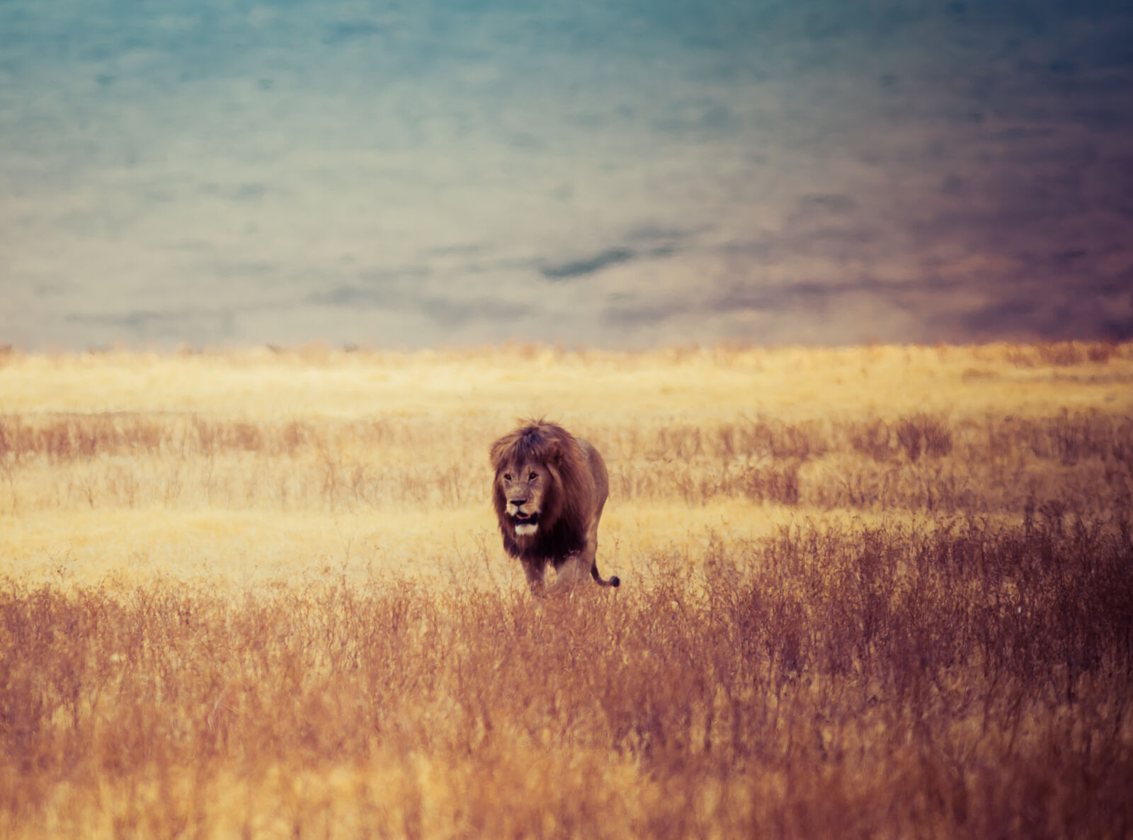 Canon EOS 5D Mark III sample photo. Brown, lion, walking, on photography