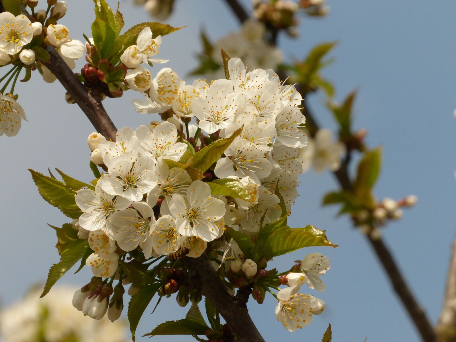 Panasonic Lumix DMC-FZ200 sample photo. Cherry blossom, spring, cherry photography