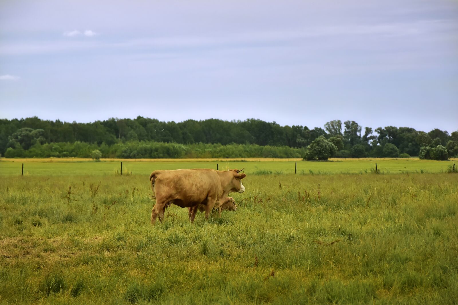 Nikon D5600 sample photo. Cows, calf, young animal photography