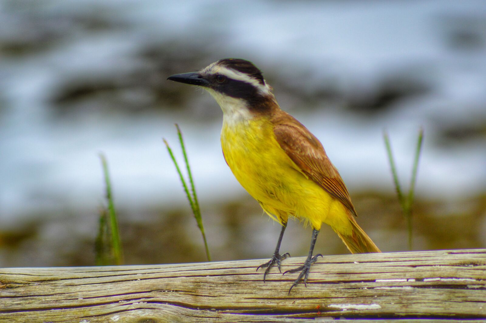 Nikon D3200 sample photo. Bird, birds, animal photography