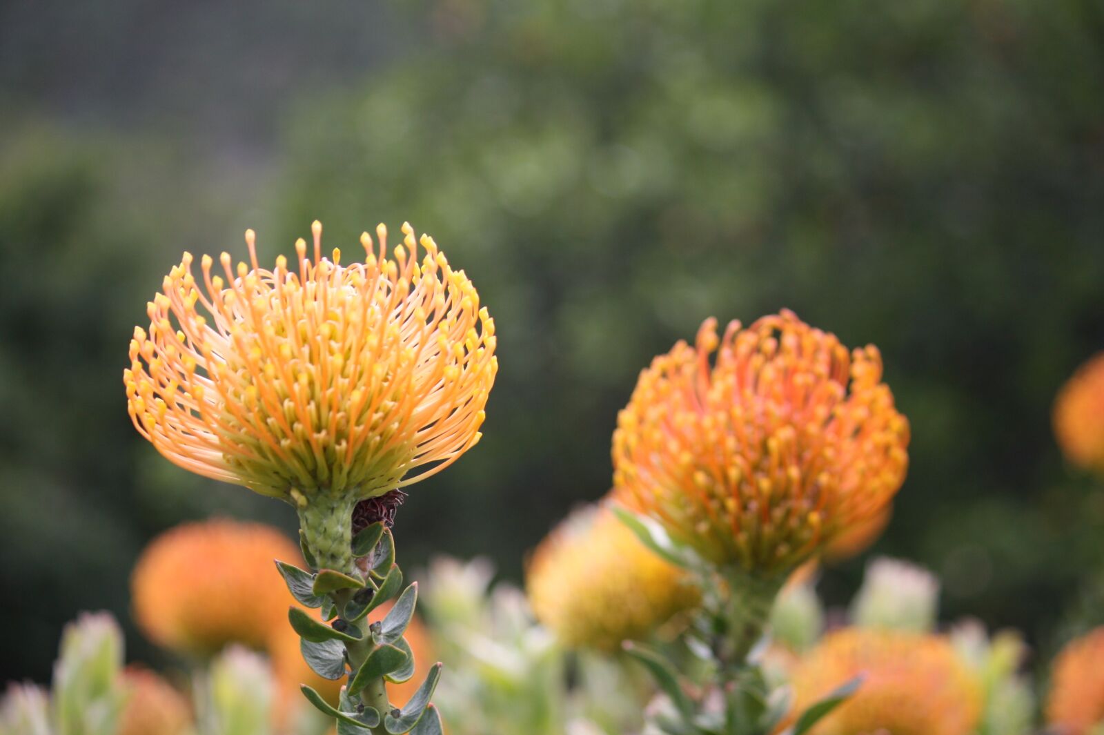 Canon EOS 450D (EOS Rebel XSi / EOS Kiss X2) sample photo. Fynbos, south africa, cape photography