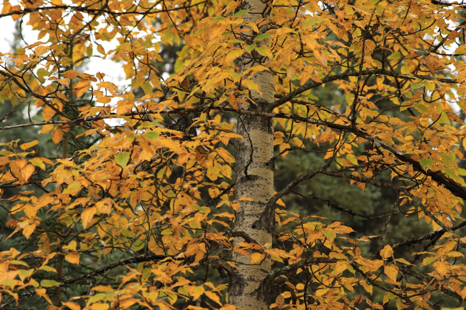 Canon EOS 7D Mark II sample photo. Forest, tree, birch photography
