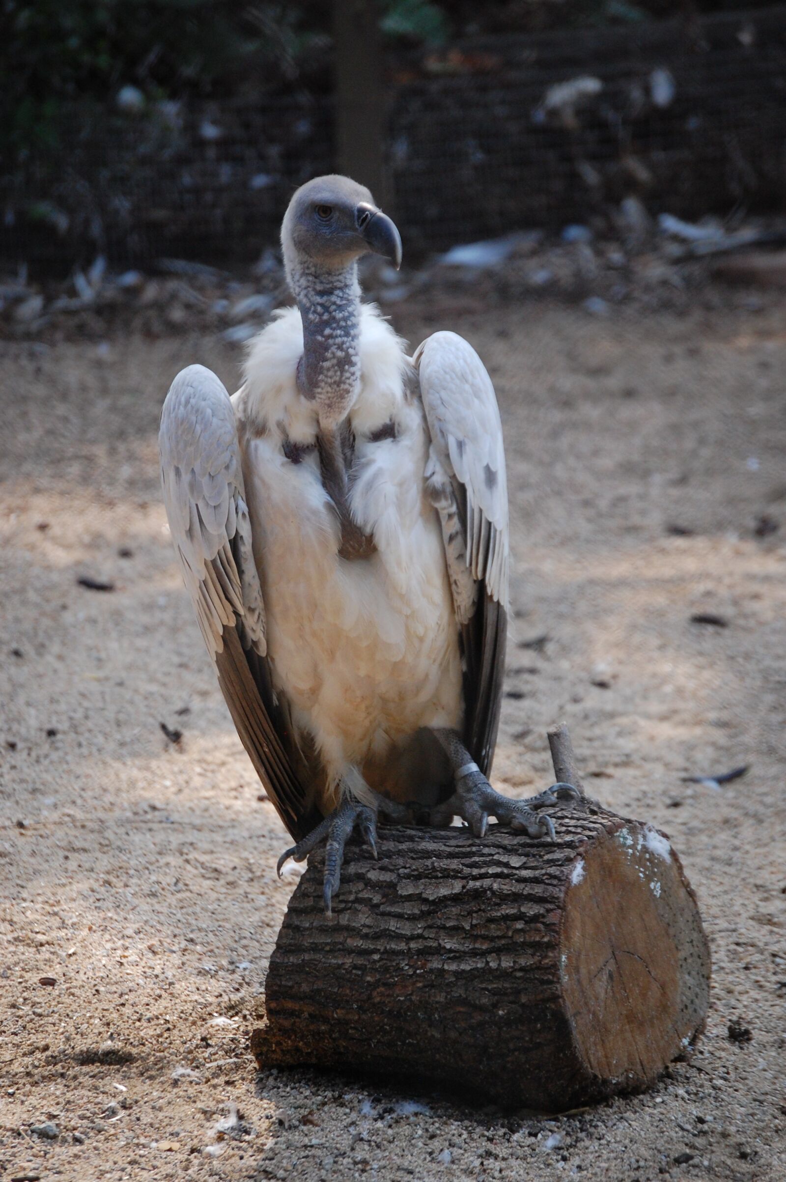 Nikon D40 sample photo. Bird, zoo, vulture photography