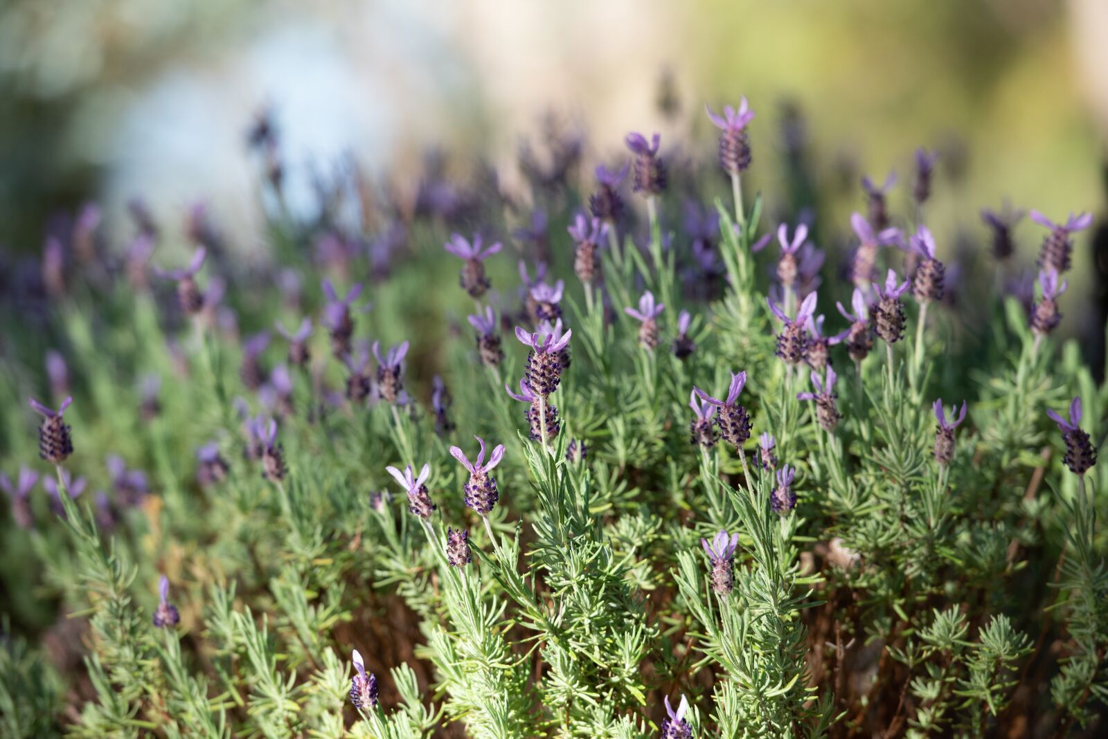 Nikon D750 sample photo. Lavender, lavandula, flowers photography