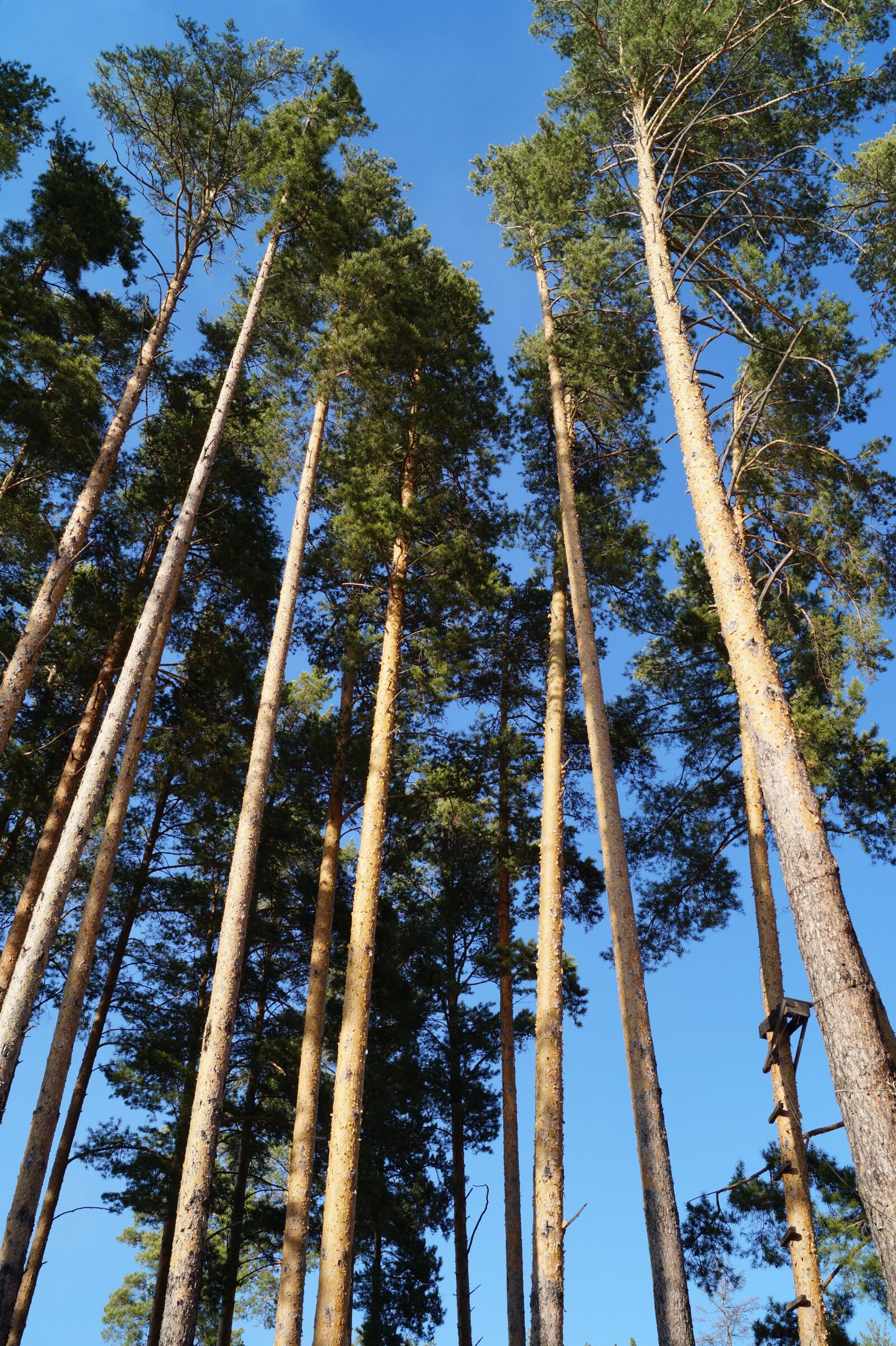 Sony DT 18-55mm F3.5-5.6 SAM II sample photo. Pine, height, trunk photography