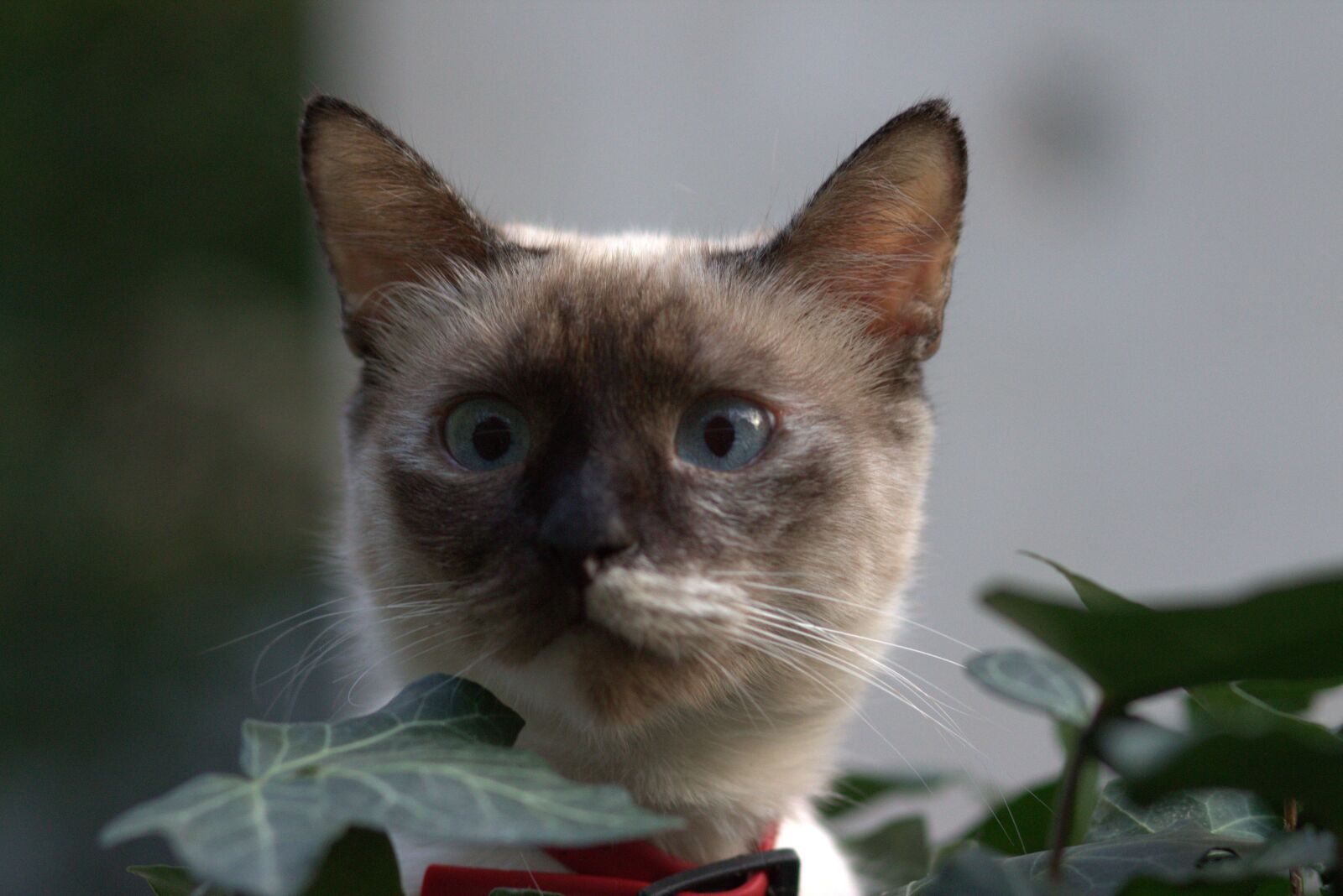 Canon EOS 700D (EOS Rebel T5i / EOS Kiss X7i) + Canon EF 85mm F1.8 USM sample photo. Cat, burmese, blue eyes photography