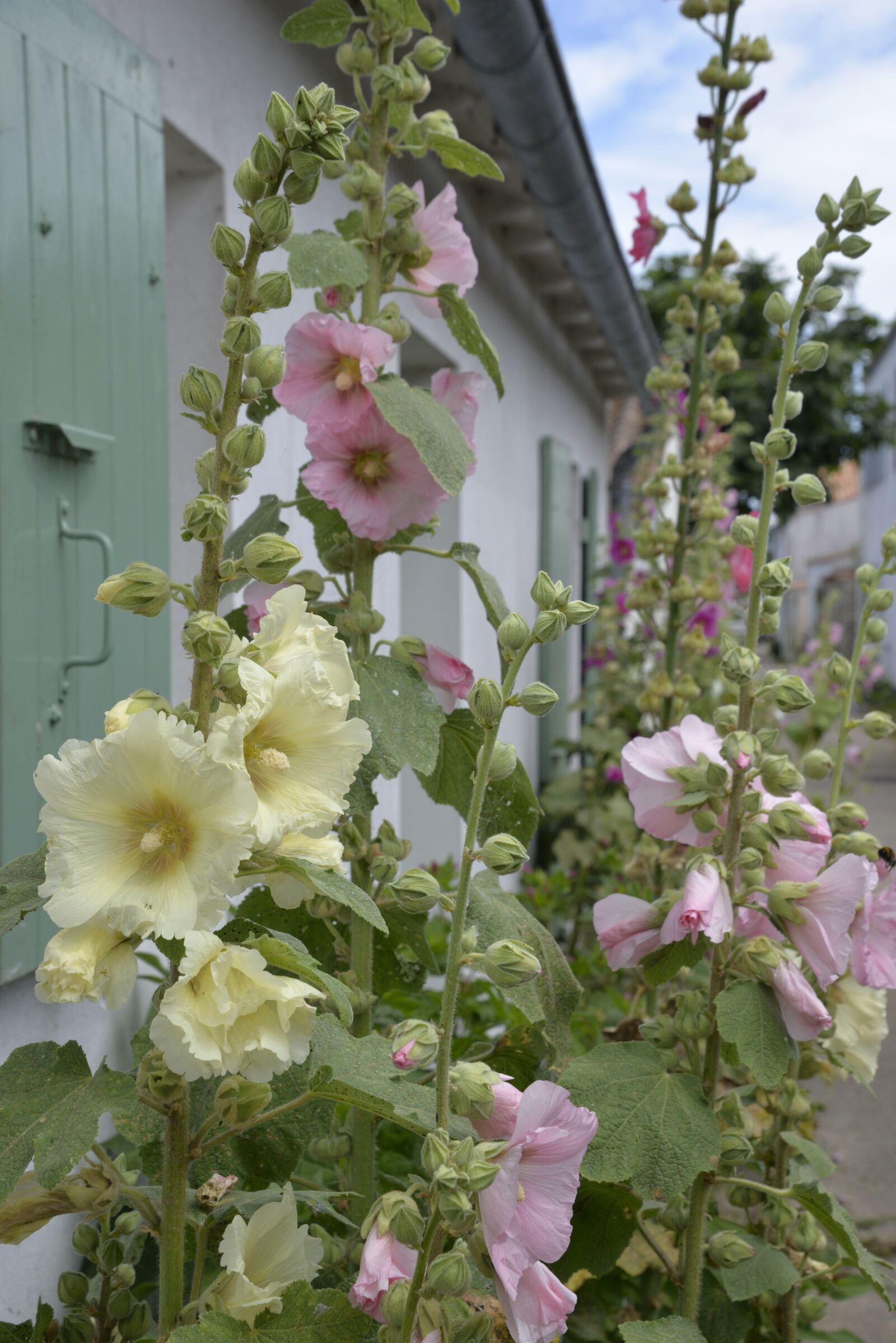 Nikon D610 sample photo. Flowers, yellow hollyhocks, pink photography