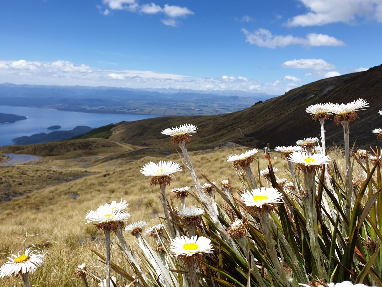 Samsung Galaxy Note9 sample photo. New zealand, mountains, flowers photography