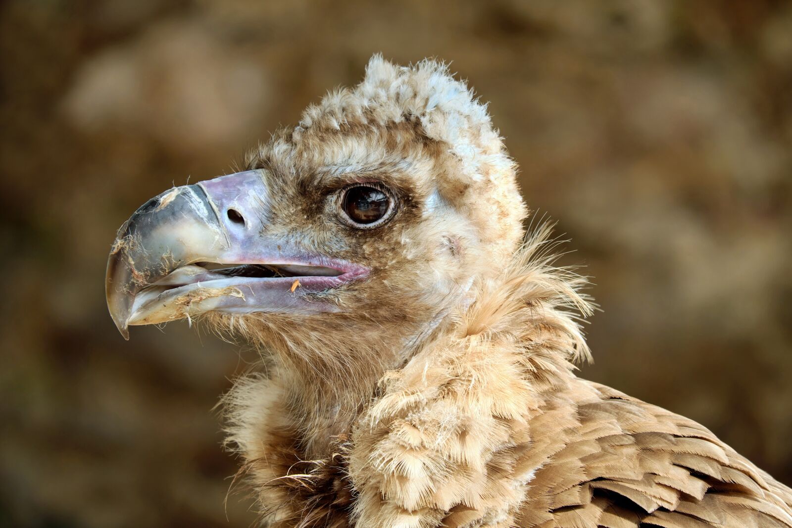 Fujifilm X-T10 + Fujifilm XC 50-230mm F4.5-6.7 OIS sample photo. Black vulture, vulture, cowl photography