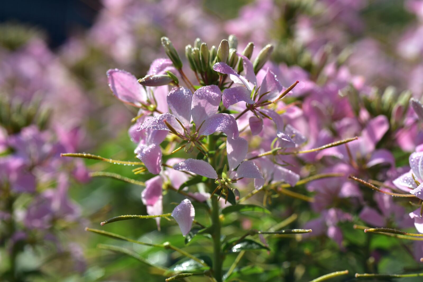 Nikon D750 sample photo. Spider flower, spider plant photography