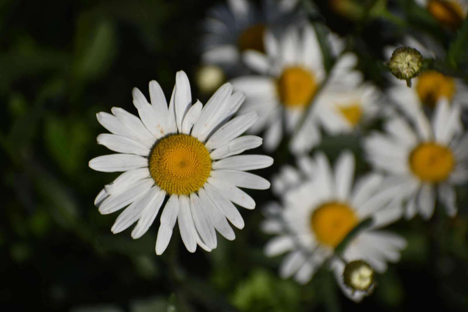 Nikon D3400 sample photo. Daisy, flower, macro photography