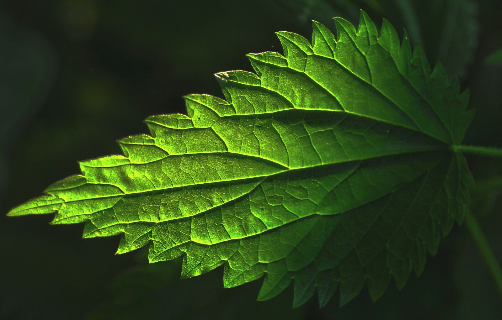 Nikon D90 sample photo. Plant, leaf, nettle photography