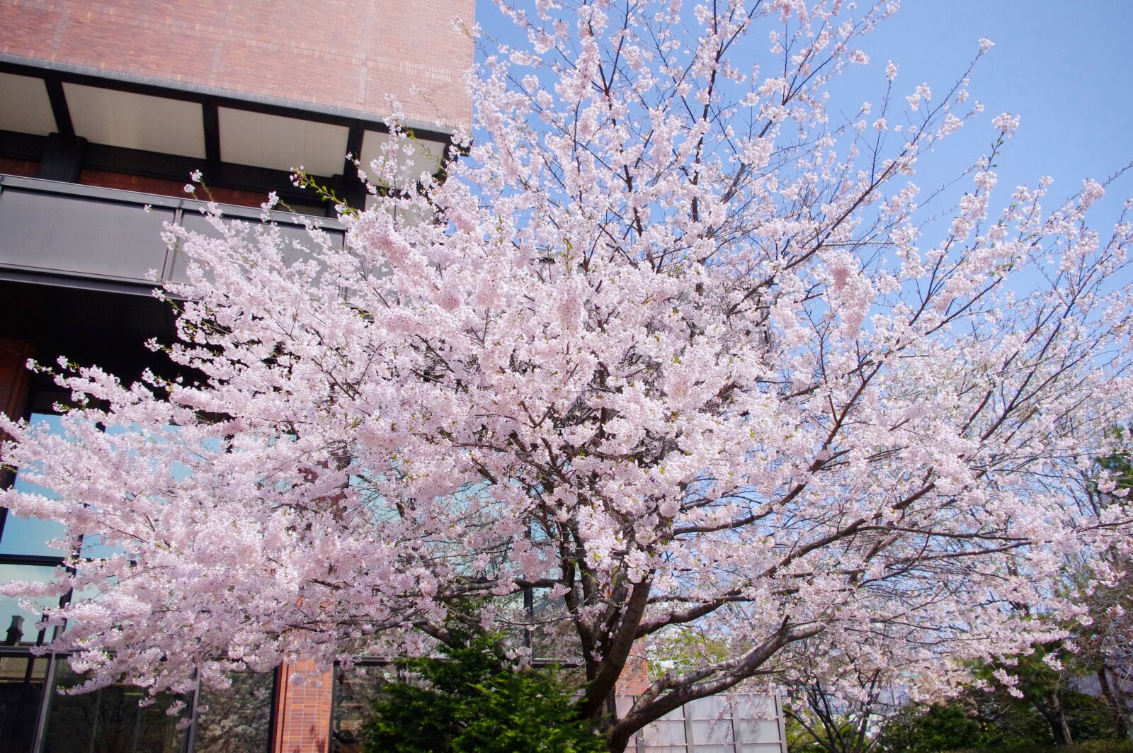 Pentax K-r sample photo. Sakura, tree, blossom photography