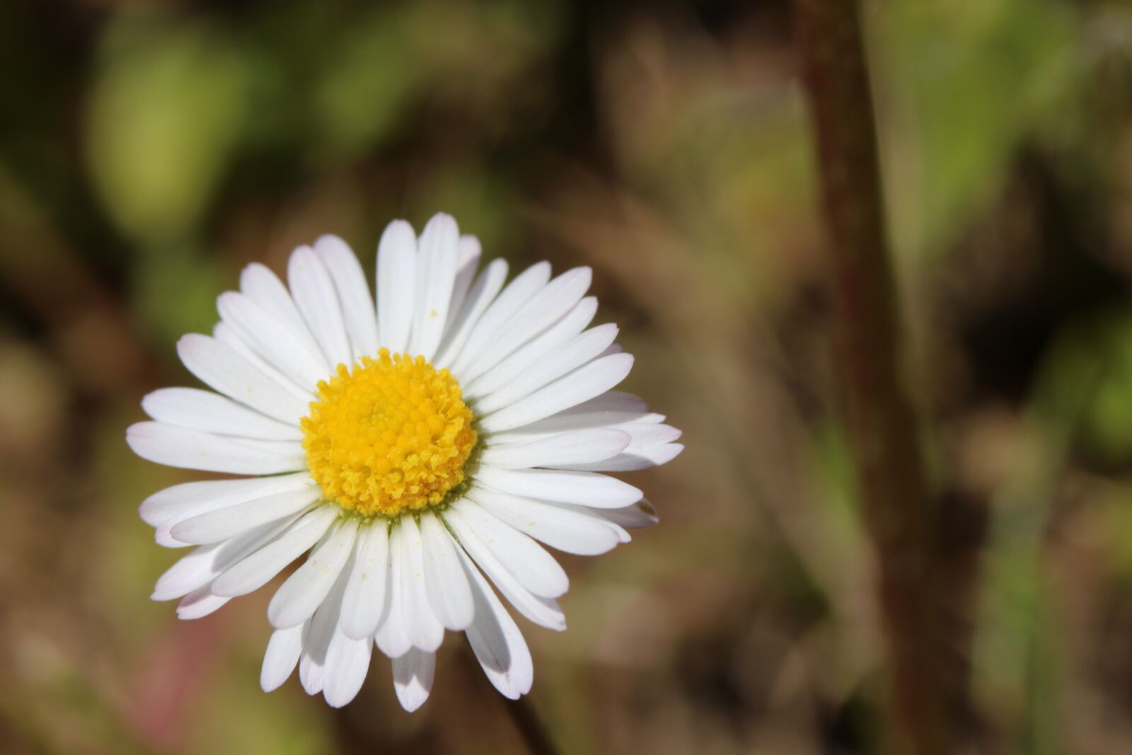 Canon EOS 650D (EOS Rebel T4i / EOS Kiss X6i) sample photo. Flower, daisy, white photography