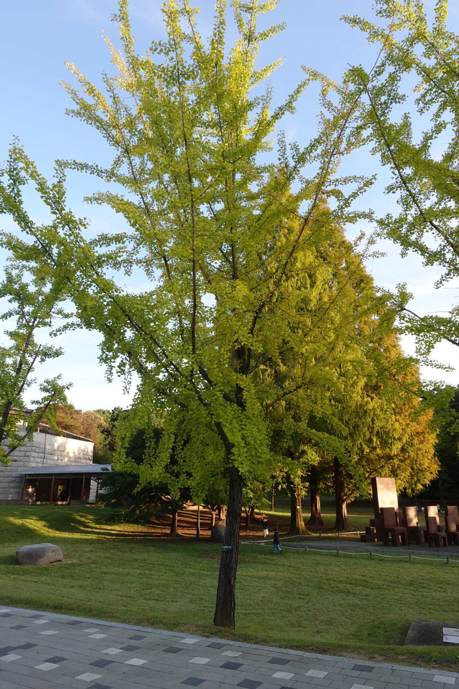 Sony ZV-1 sample photo
