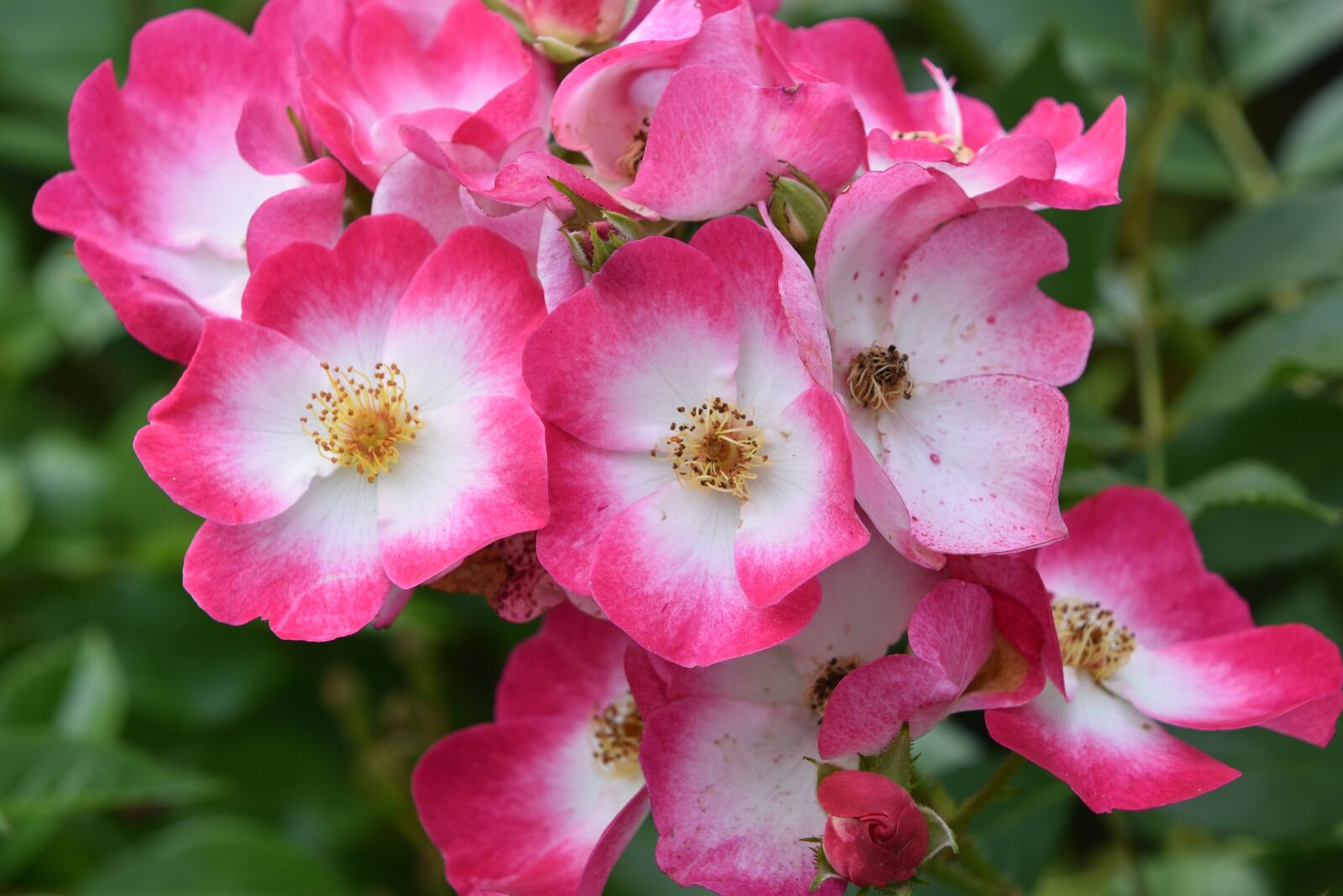 Nikon D5600 sample photo. Pink, rosebush, rosary photography
