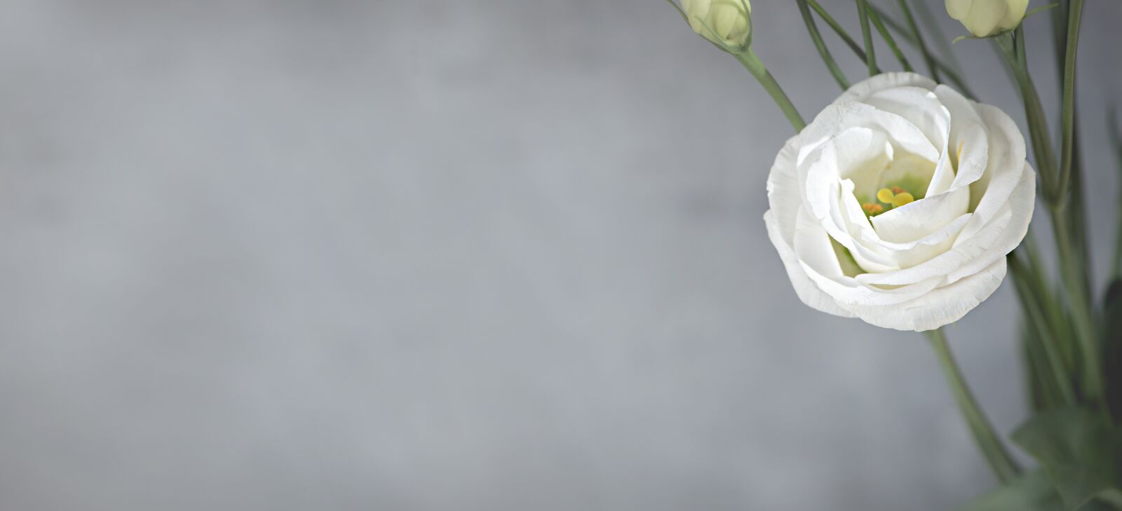 Nikon D750 sample photo. Lisianthus, flower, blossom photography