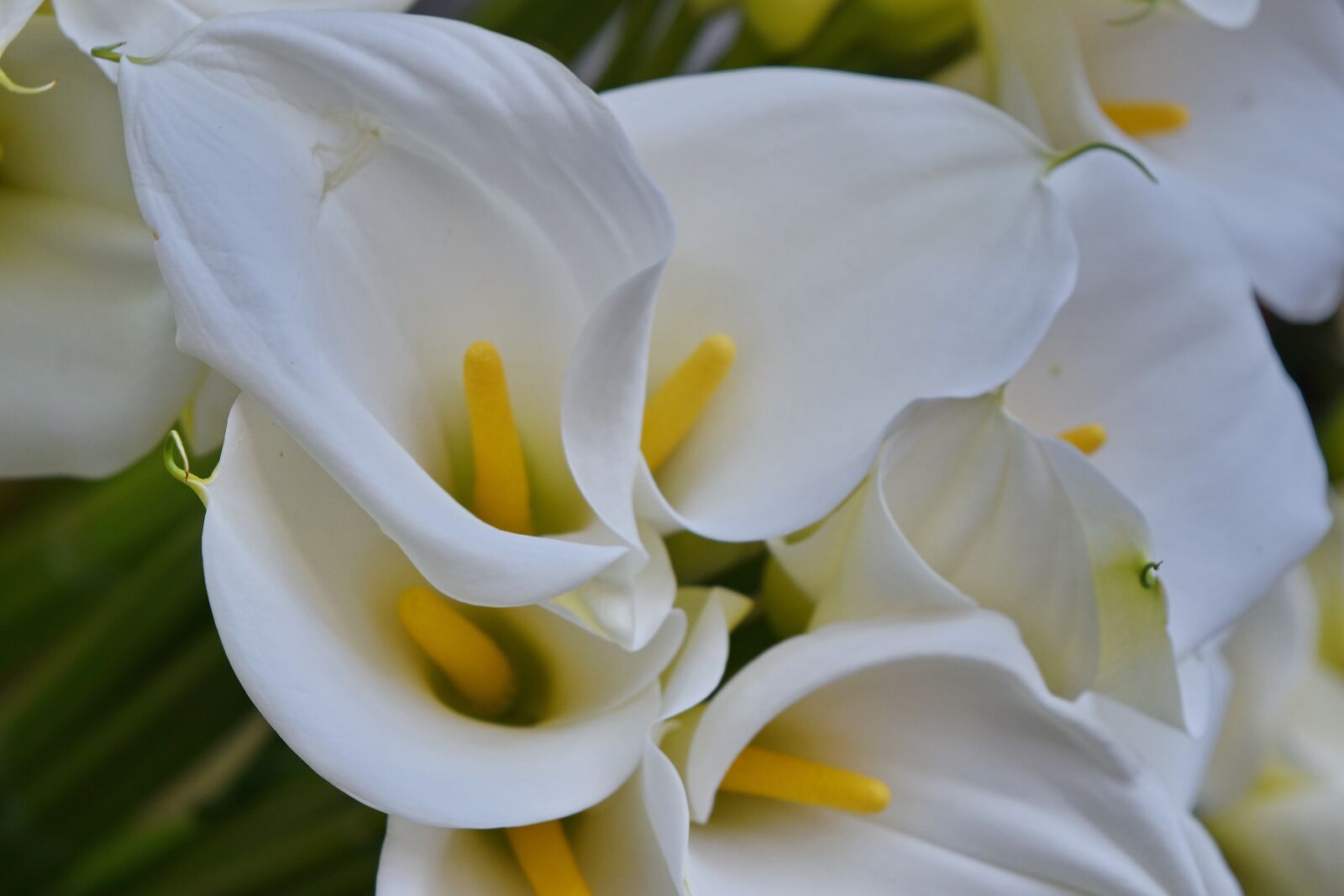 Nikon D5500 sample photo. Bouquet, flower, flowers, bloom photography