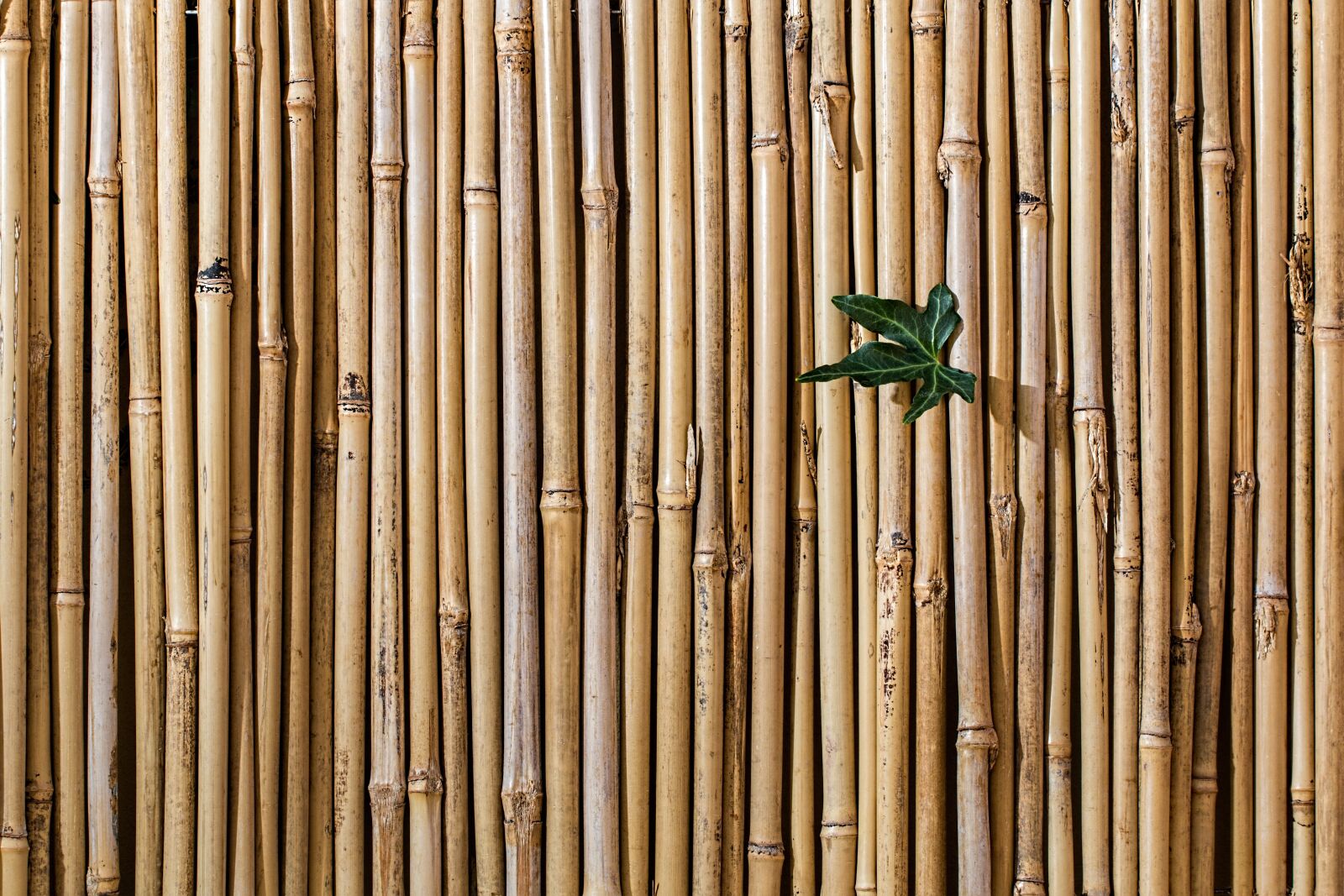 Canon EF 100mm F2.8L Macro IS USM sample photo. Bamboo, barrier, screen fence photography
