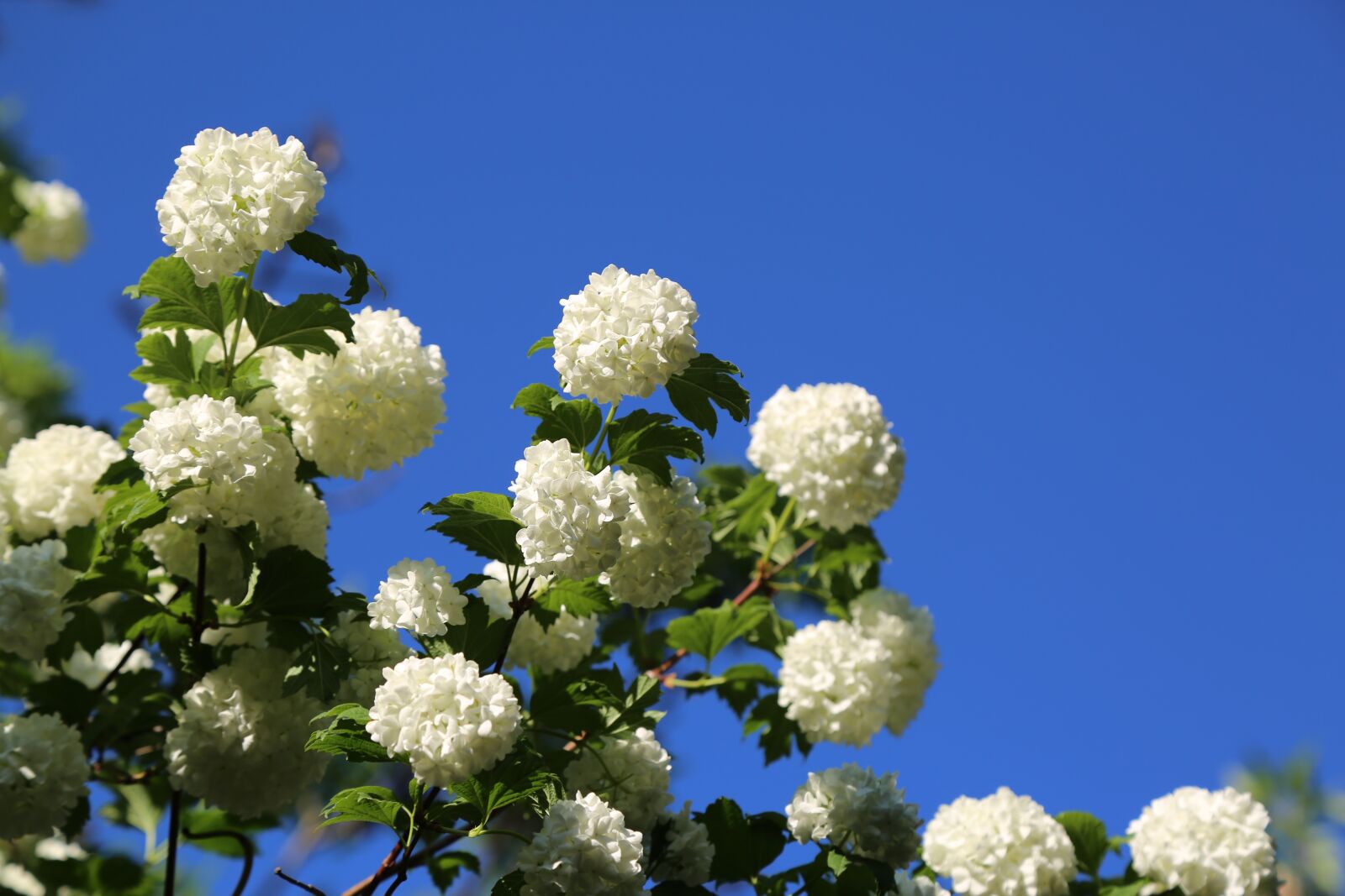 Canon EF 24-105mm F4L IS USM sample photo. Nature, flower, plant photography