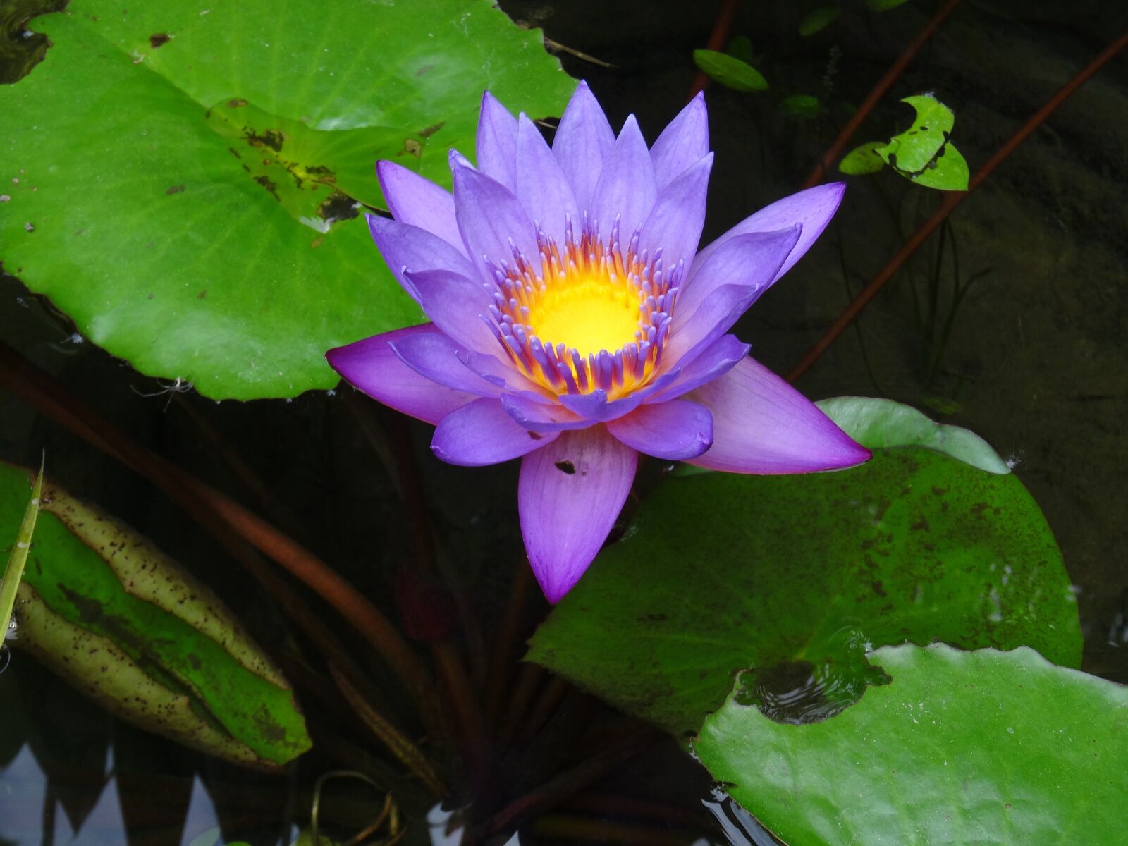 Sony Cyber-shot DSC-HX50V sample photo. Flower, violet, yellow photography