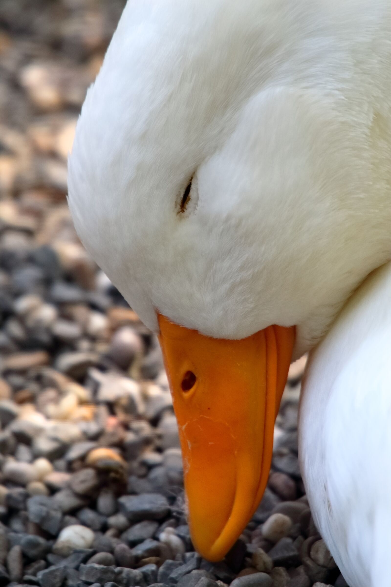 Canon EOS 1300D (EOS Rebel T6 / EOS Kiss X80) sample photo. Goose, bill, sleep photography