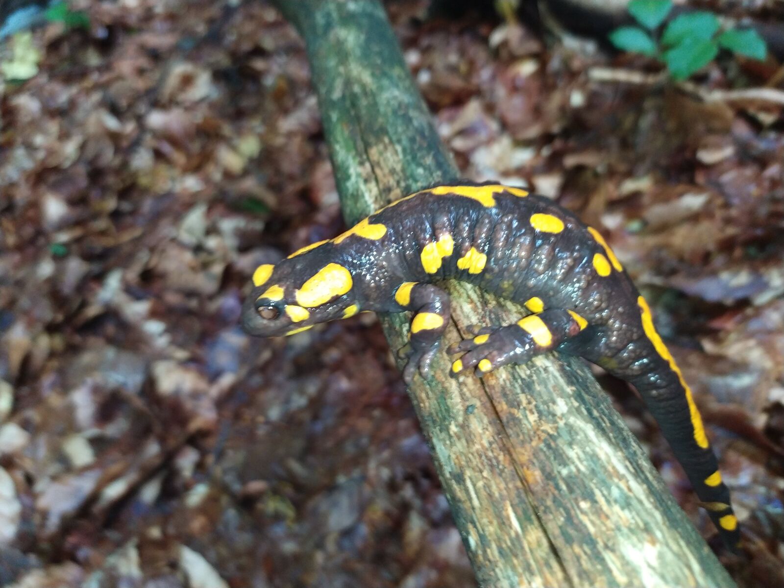 Xiaomi Redmi Note 7 sample photo. Amphibians, salamander, fire salamander photography