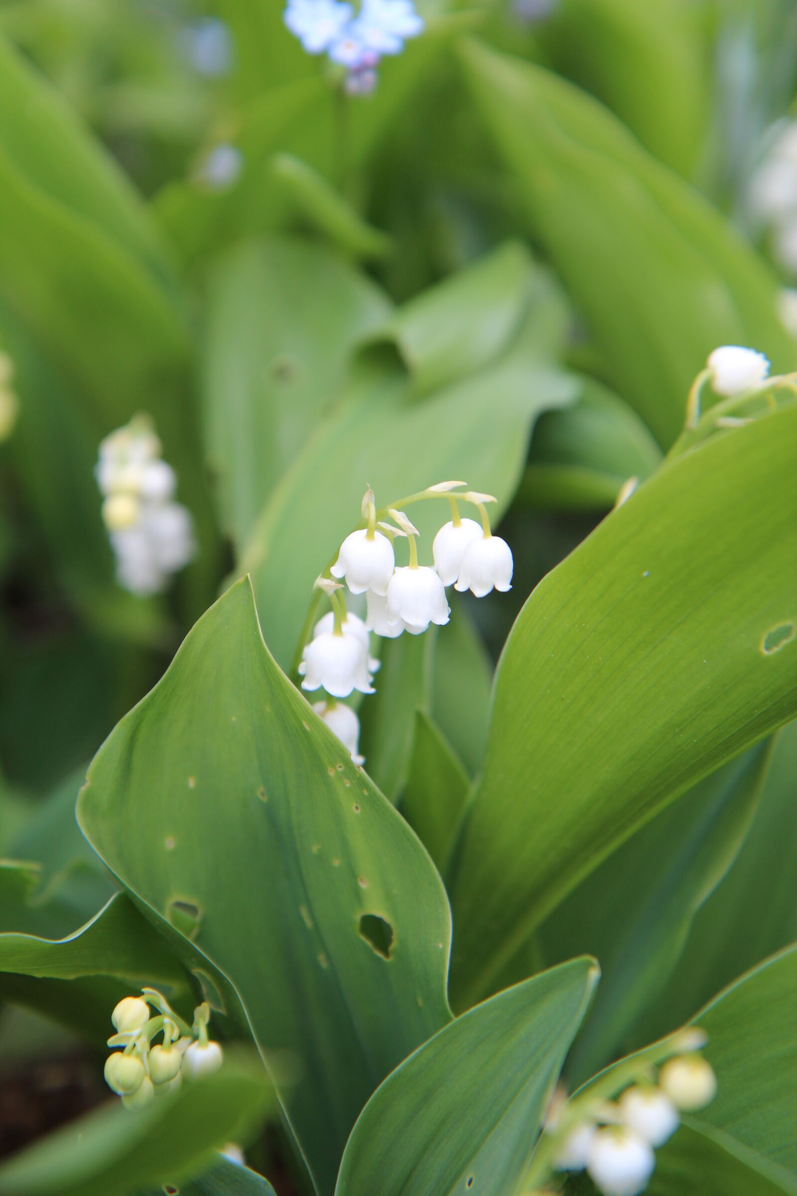 Canon EOS 600D (Rebel EOS T3i / EOS Kiss X5) sample photo. Thrush, lily of the photography