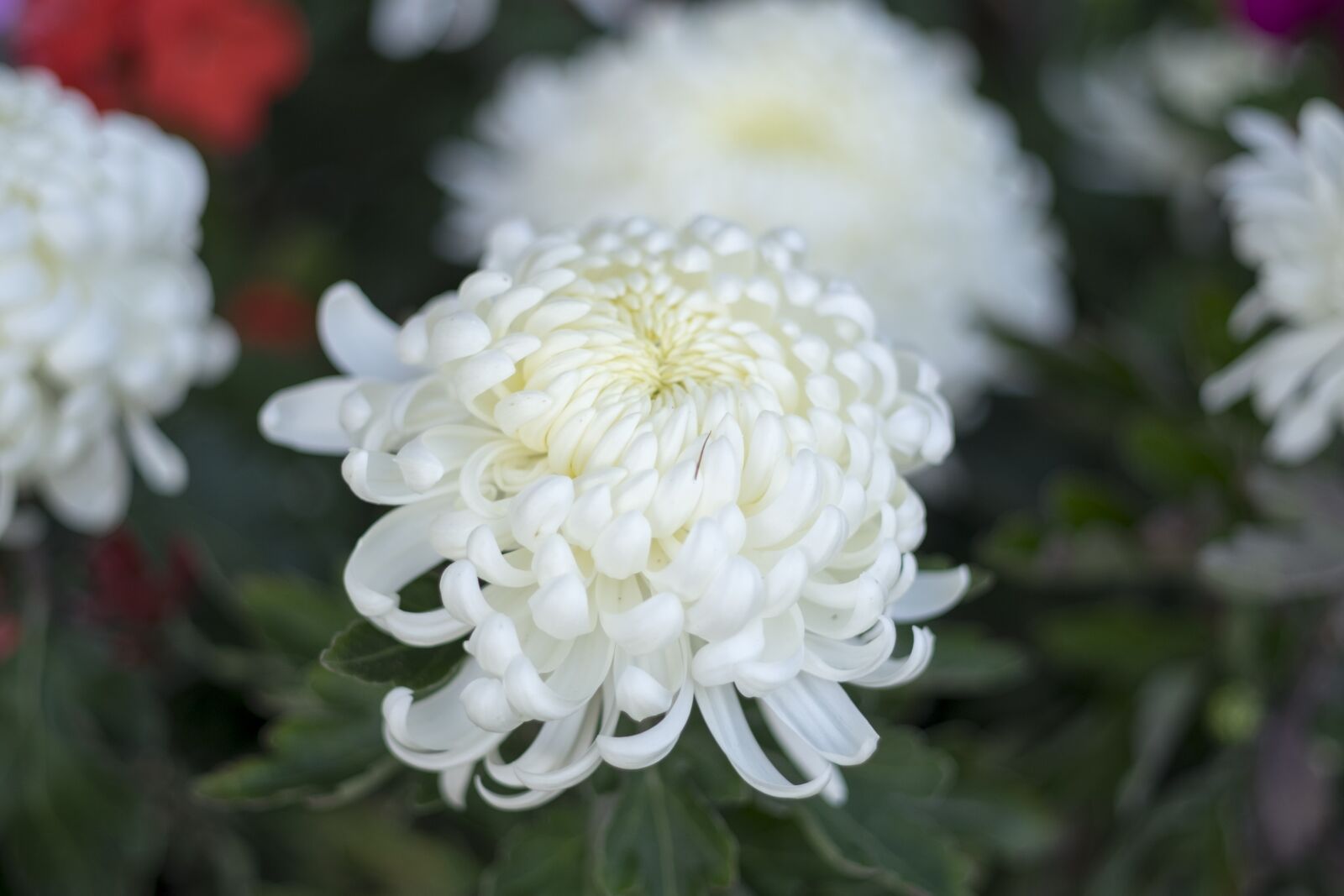 Fujifilm X-T10 sample photo. Flower, autumn, summer photography